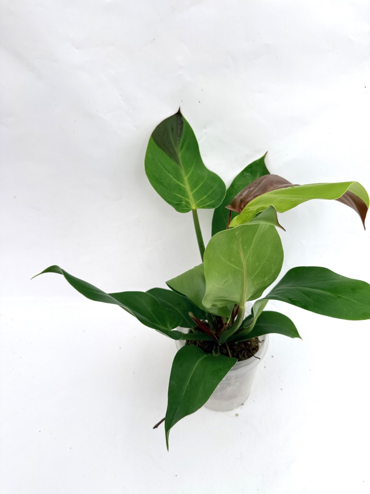 Philodendron_Yellow_Flame