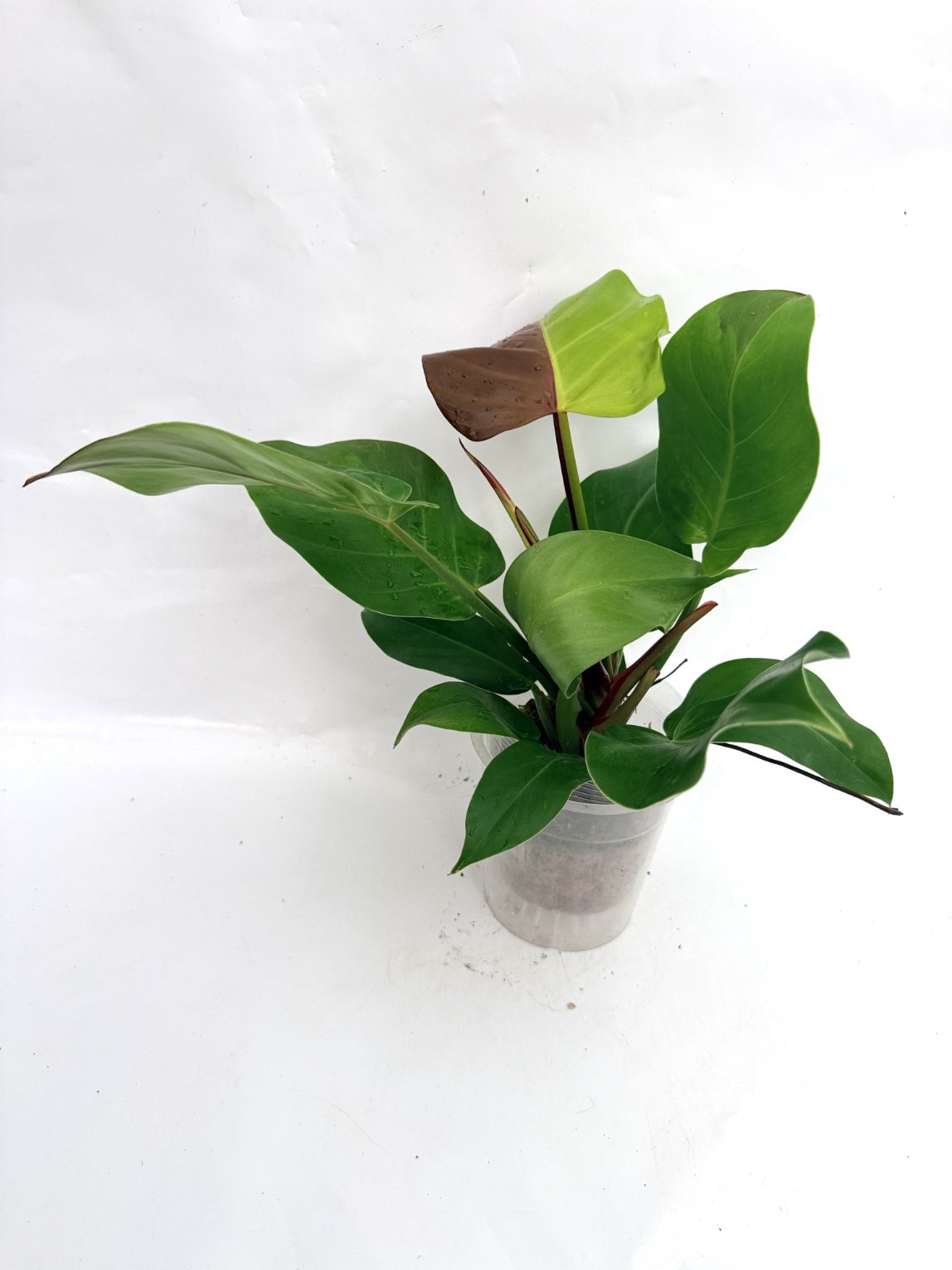 Philodendron_Yellow_Flame