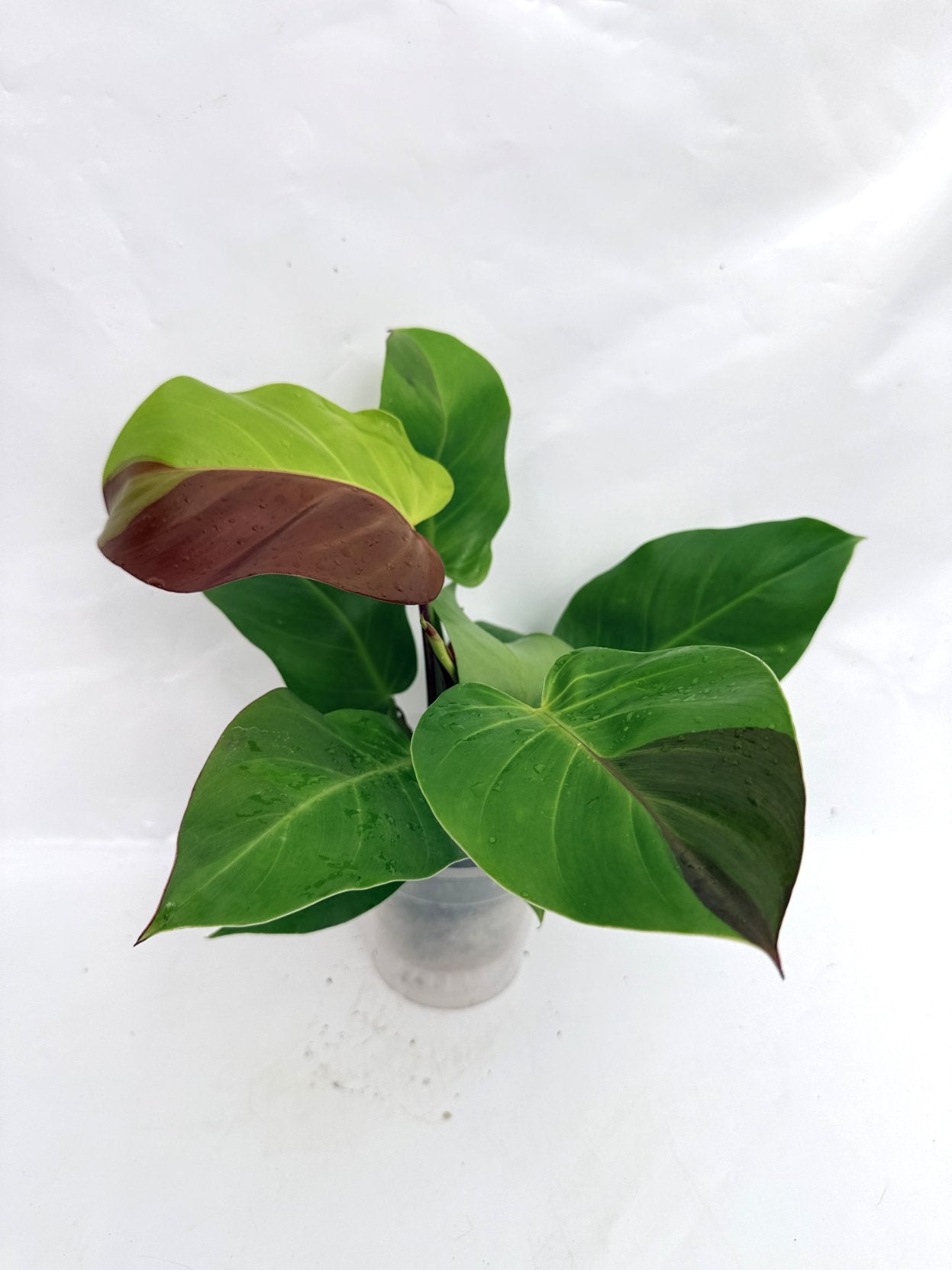 Philodendron_Yellow_Flame