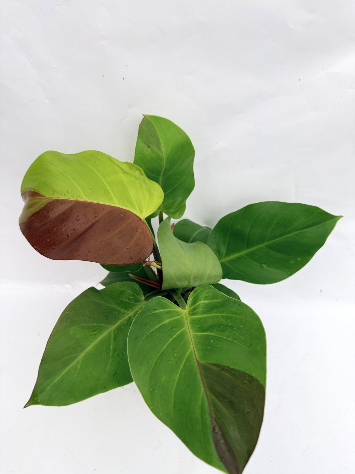 Philodendron_Yellow_Flame