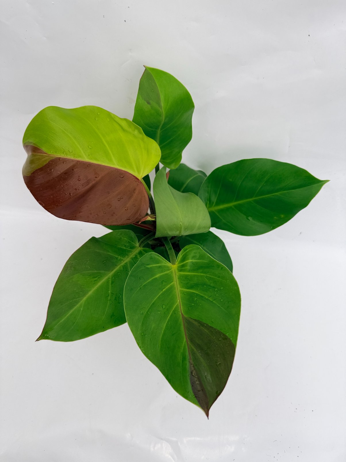 Philodendron_Yellow_Flame