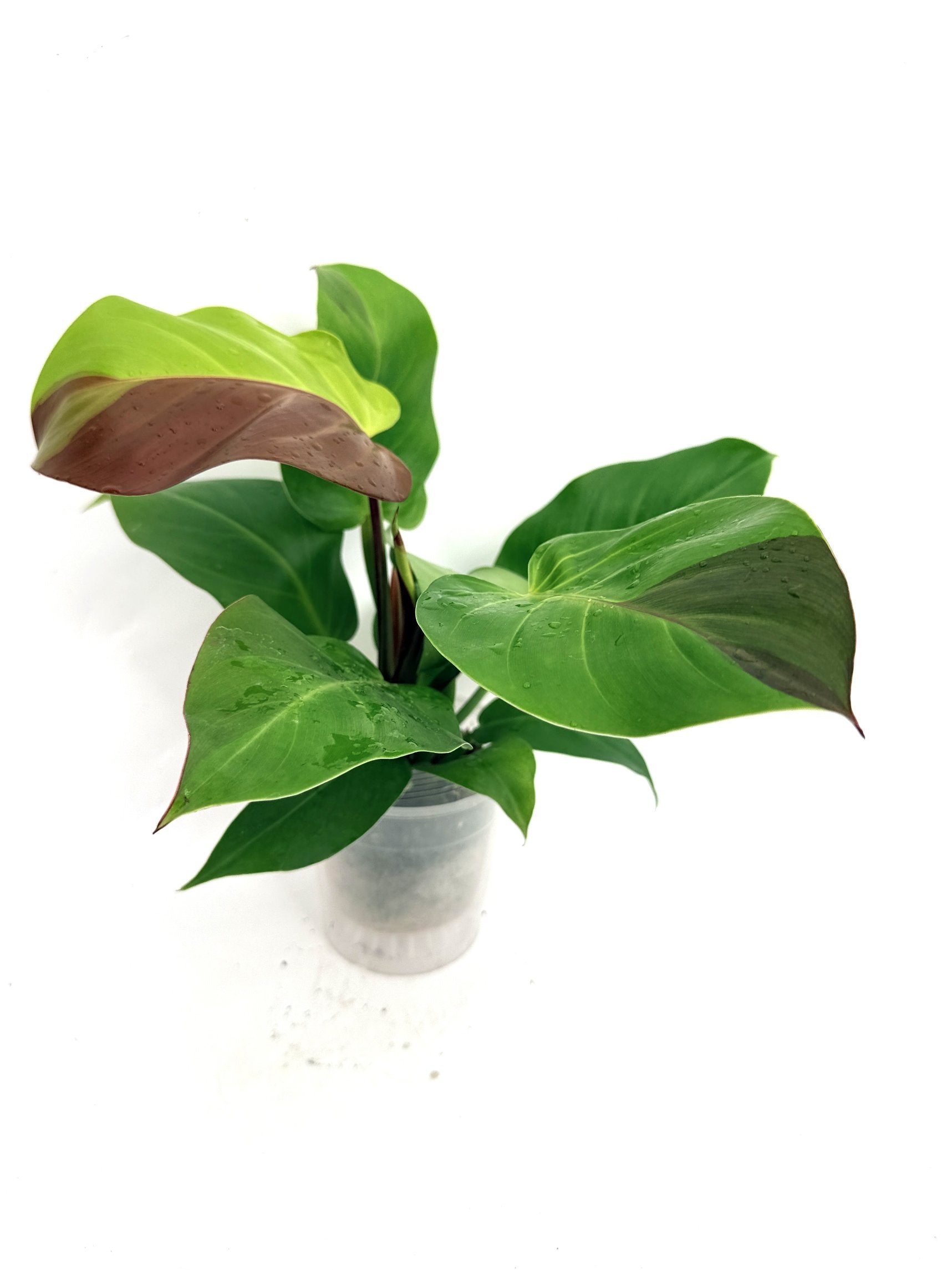 Philodendron_Yellow_Flame