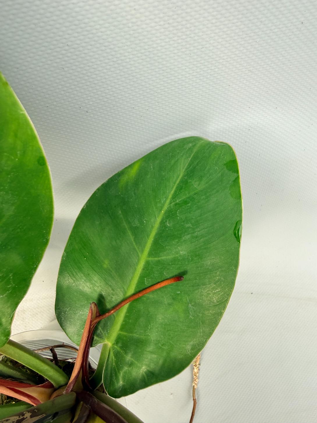 Philodendron Yellow Flame variegata 8