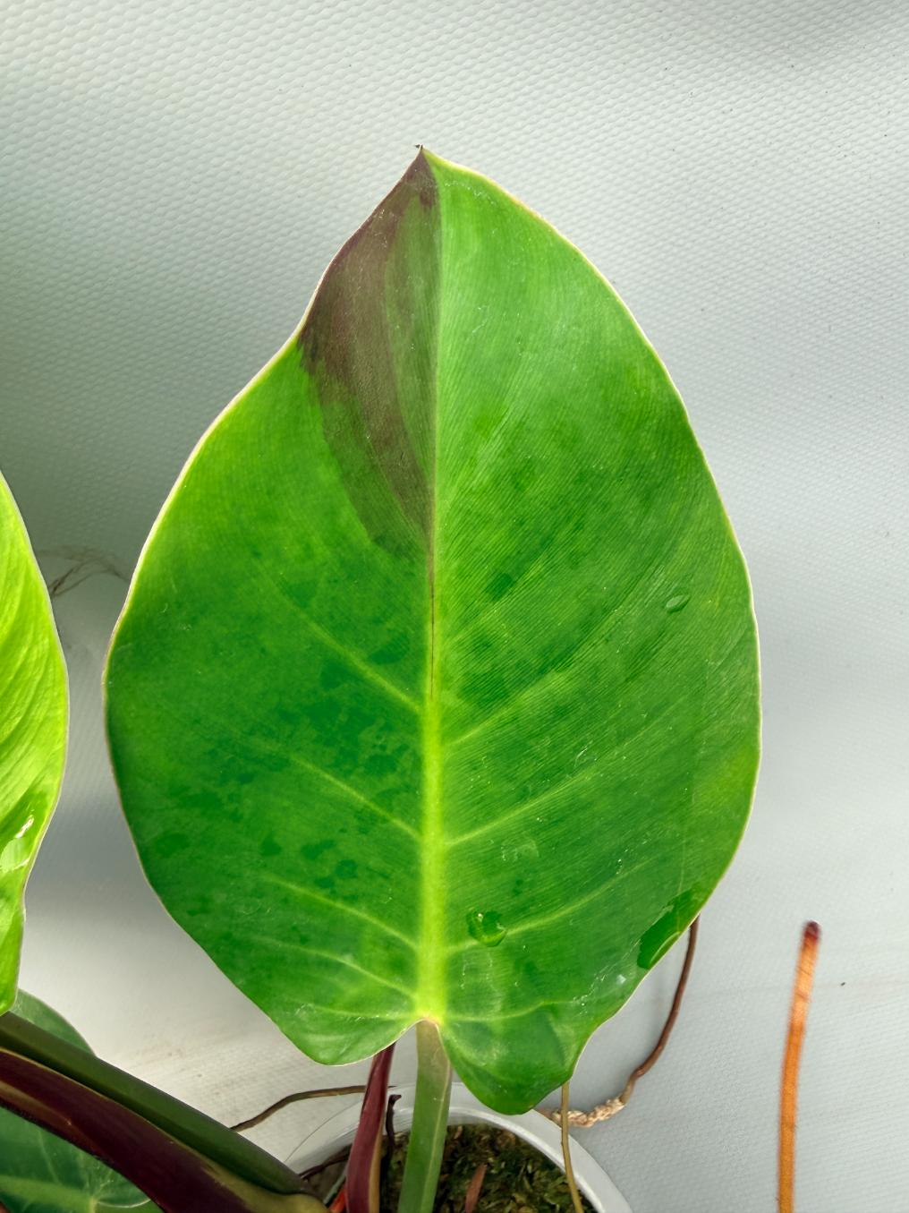 Philodendron Yellow Flame variegata 9