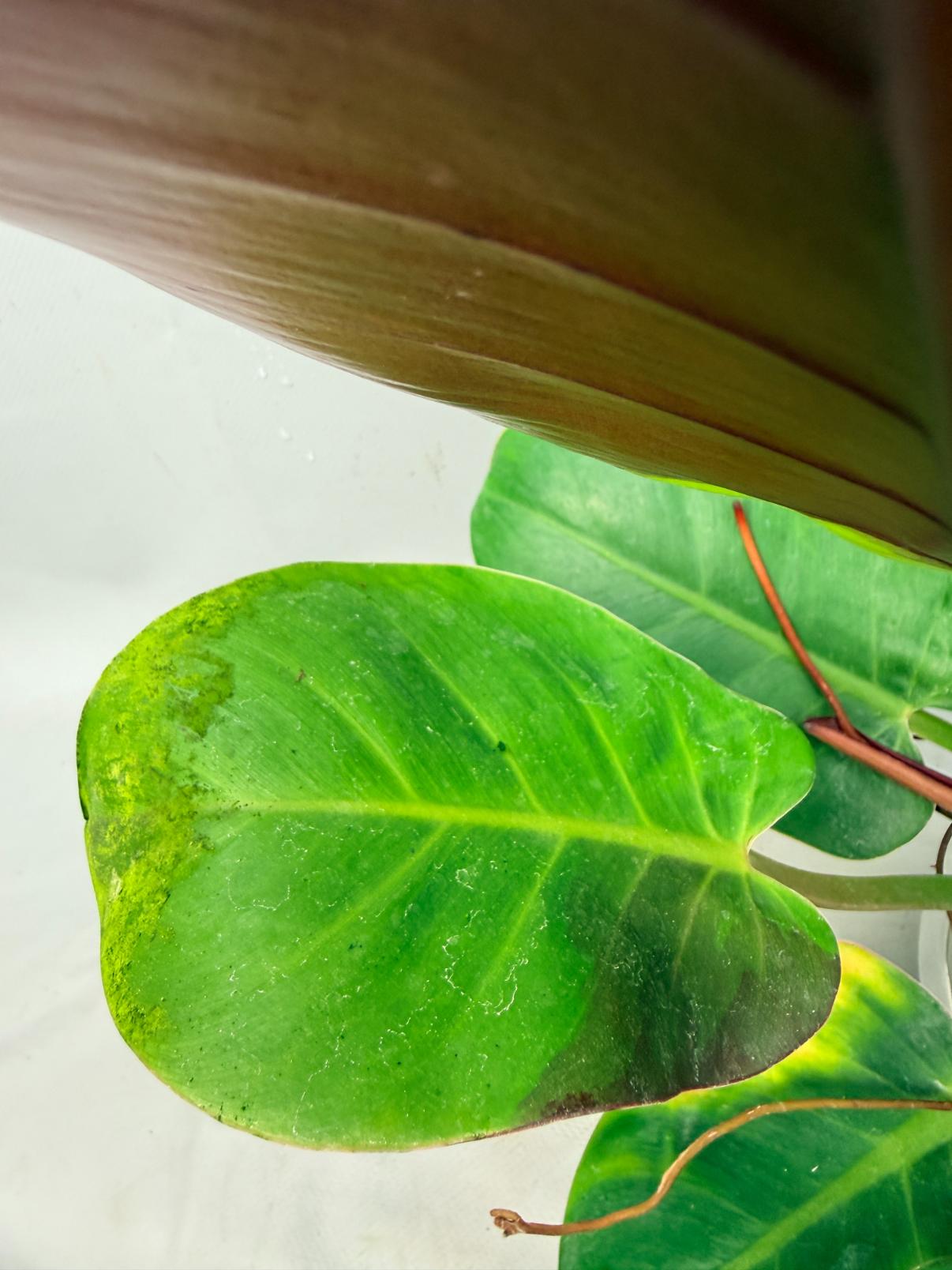 Philodendron Yellow Flame variegata 11