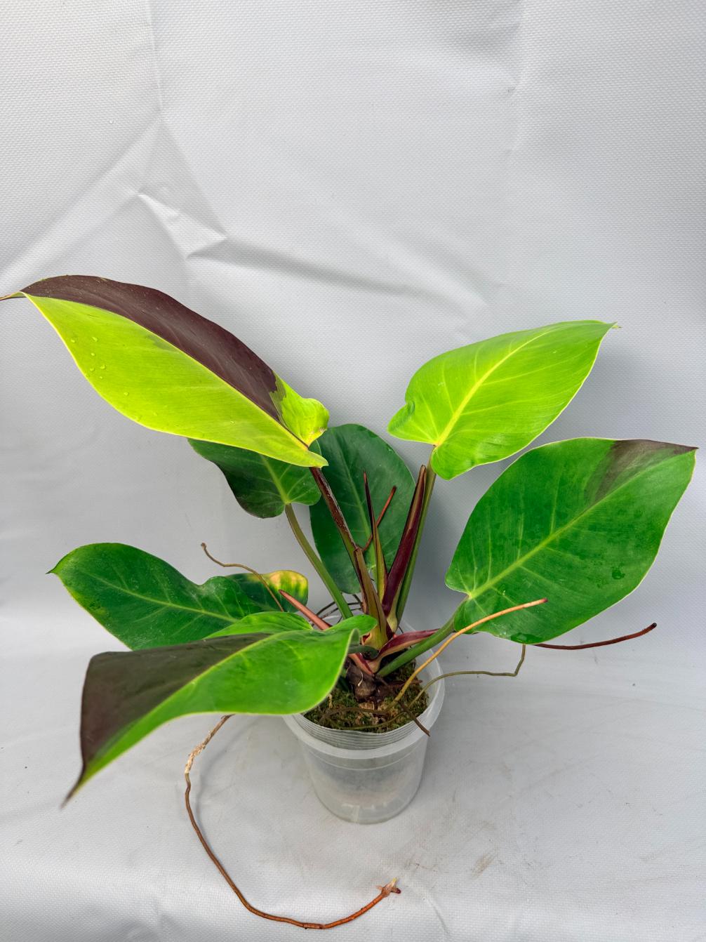 Philodendron Yellow Flame variegata 1