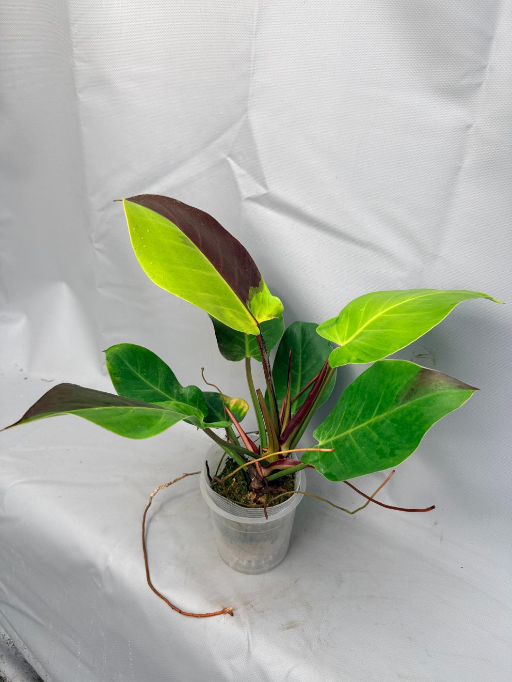 Philodendron Yellow Flame variegata 3