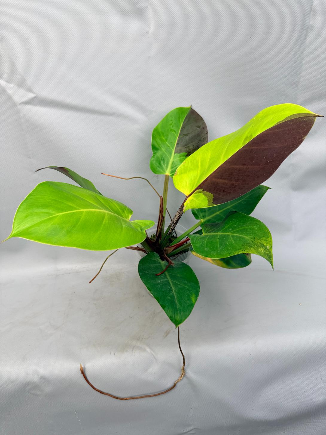 Philodendron Yellow Flame variegata 5