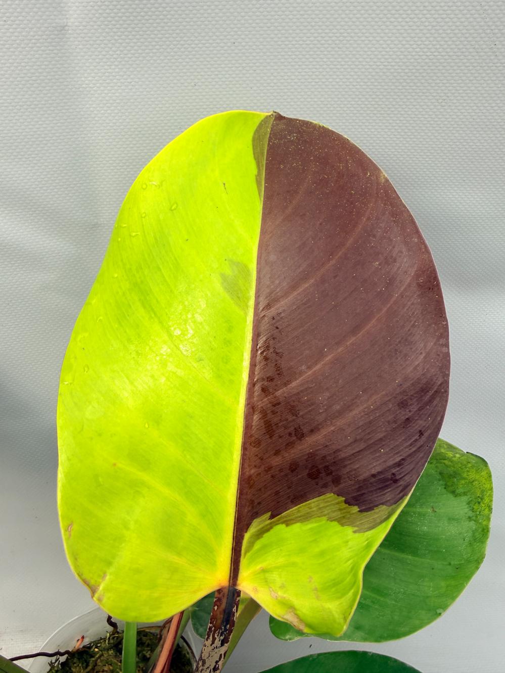 Philodendron Yellow Flame variegata 2