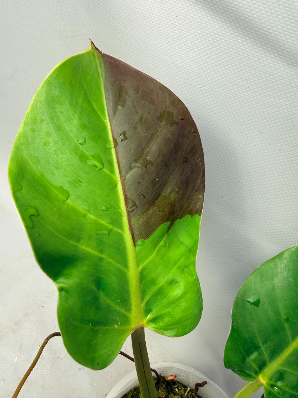 Philodendron Yellow Flame variegata 6