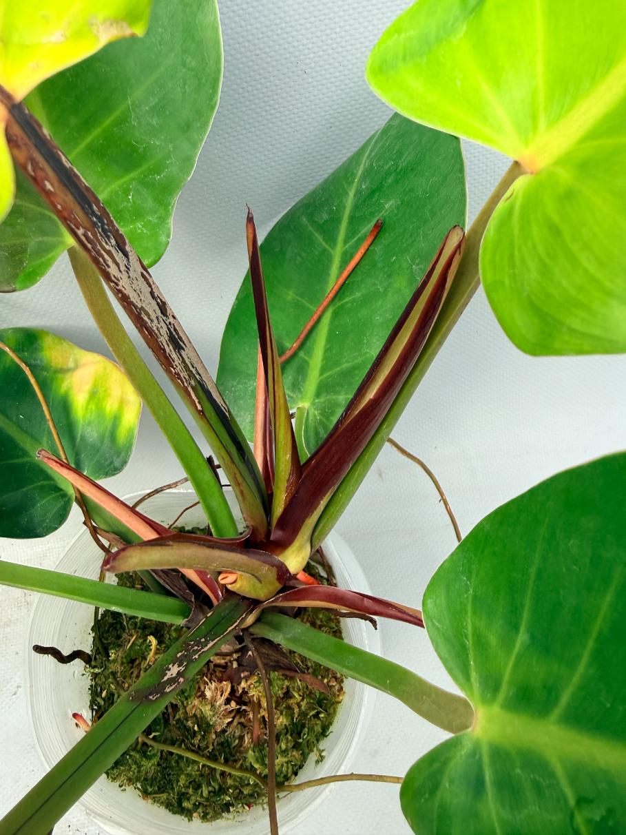 Philodendron Yellow Flame variegata 7