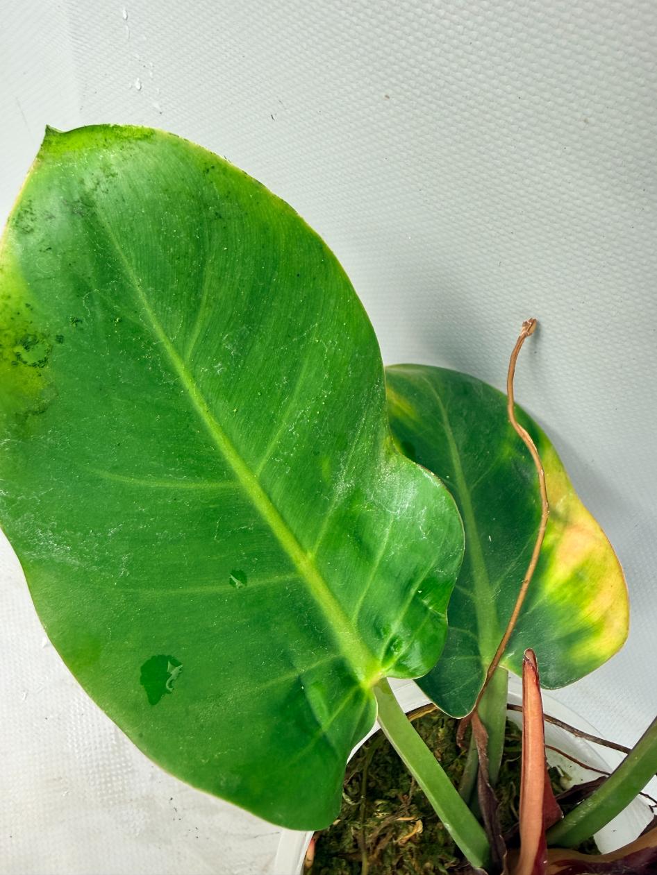 Philodendron Yellow Flame variegata 10