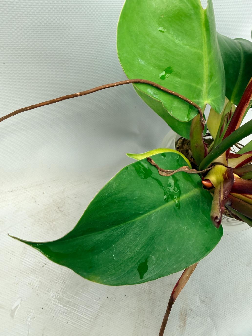 Philodendron Yellow Flame variegata  9