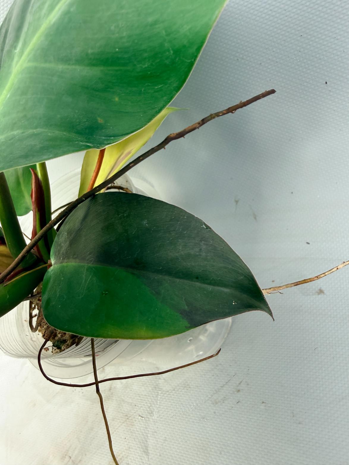 Philodendron Yellow Flame variegata  10