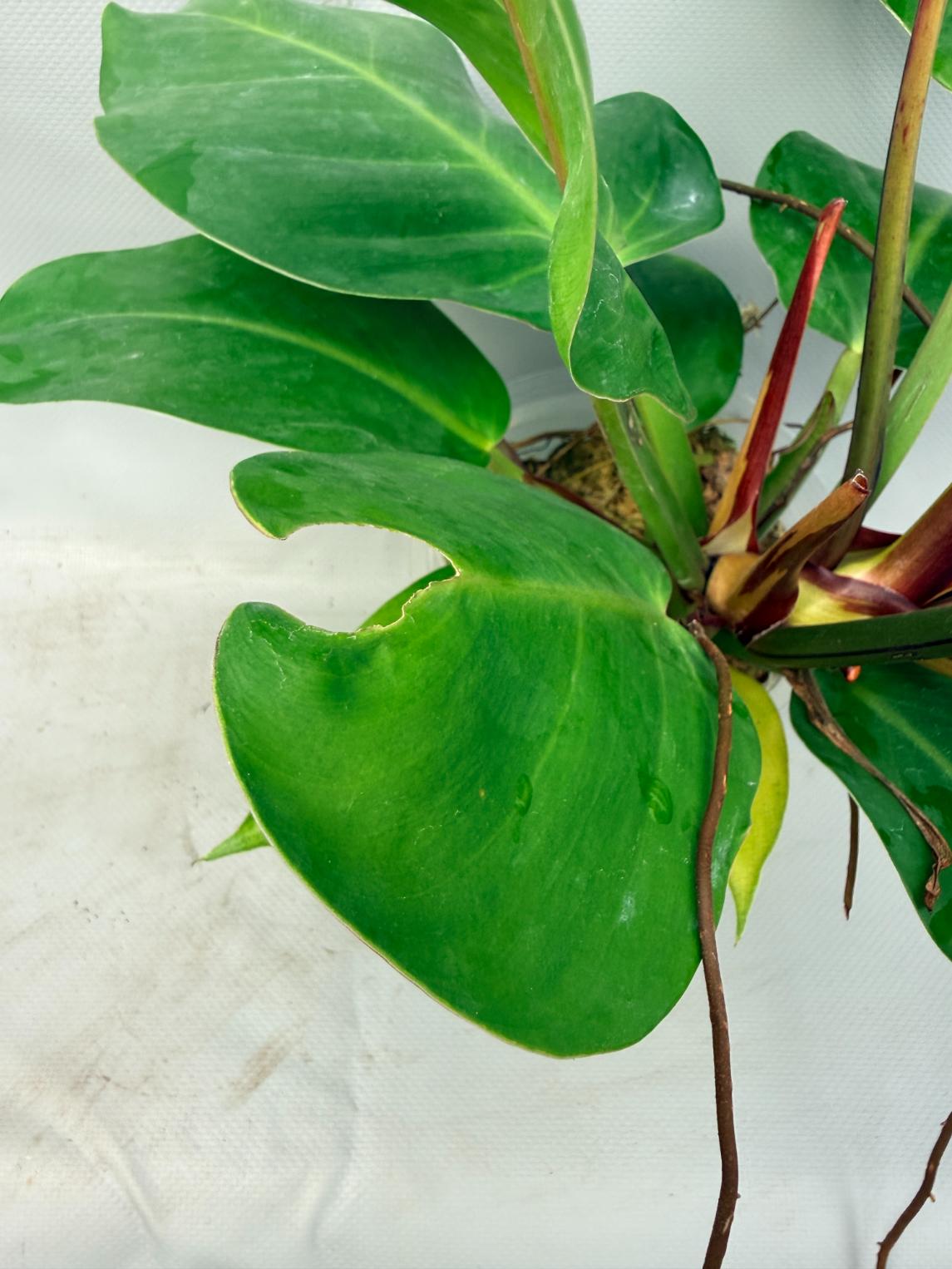 Philodendron Yellow Flame variegata  11