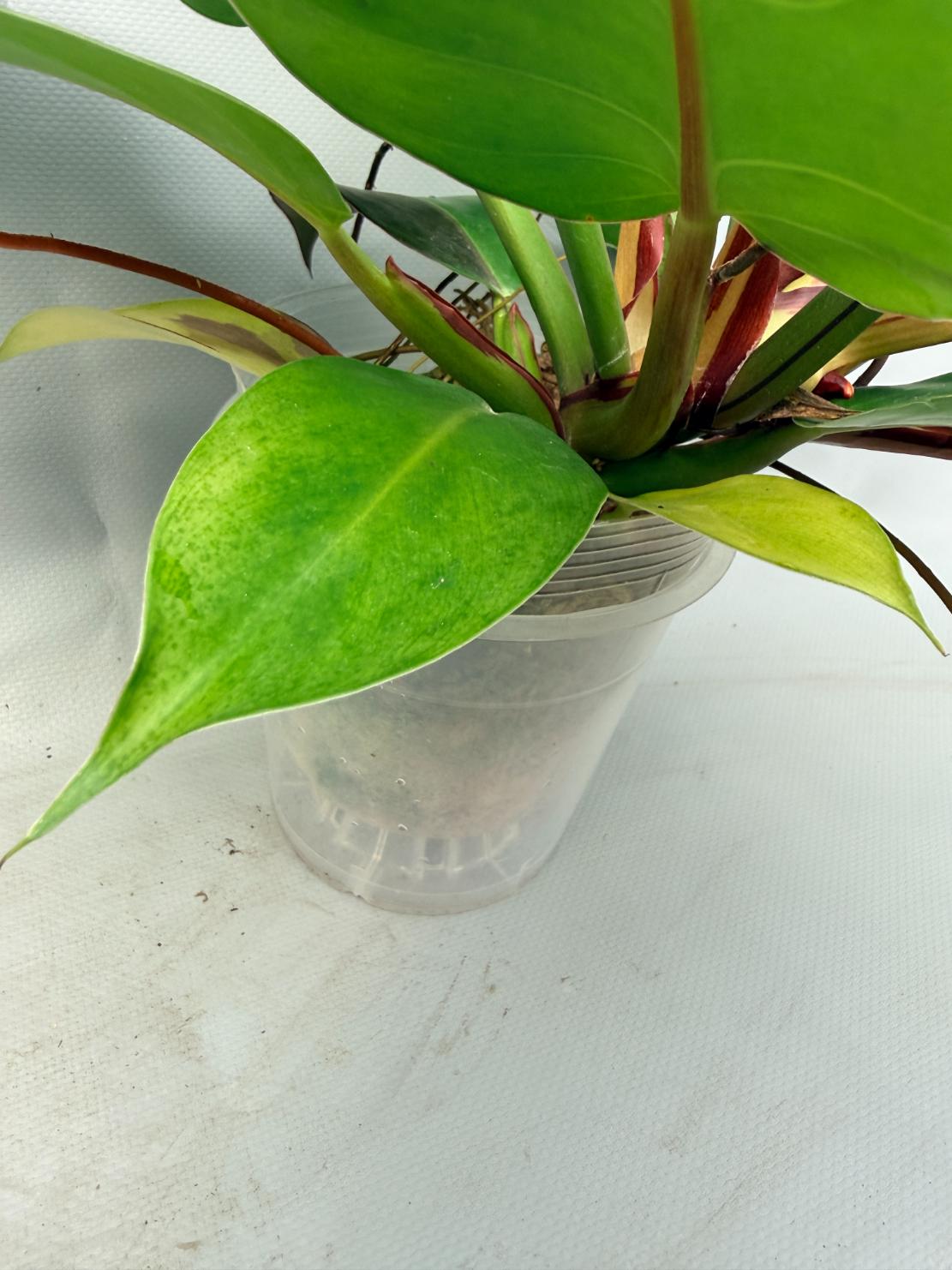 Philodendron Yellow Flame variegata  12