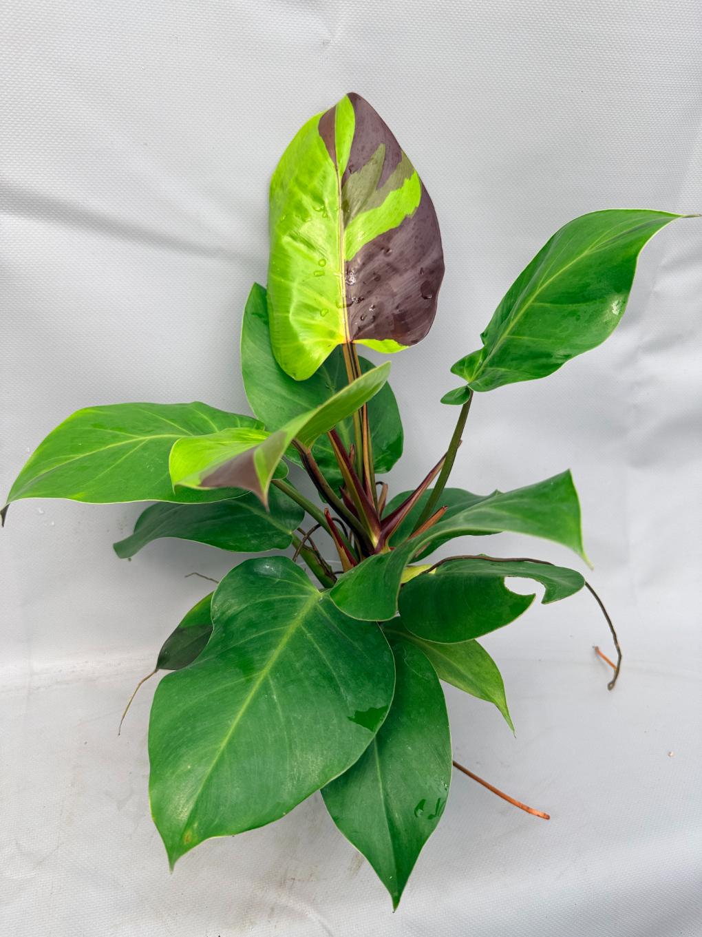 Philodendron Yellow Flame variegata  1