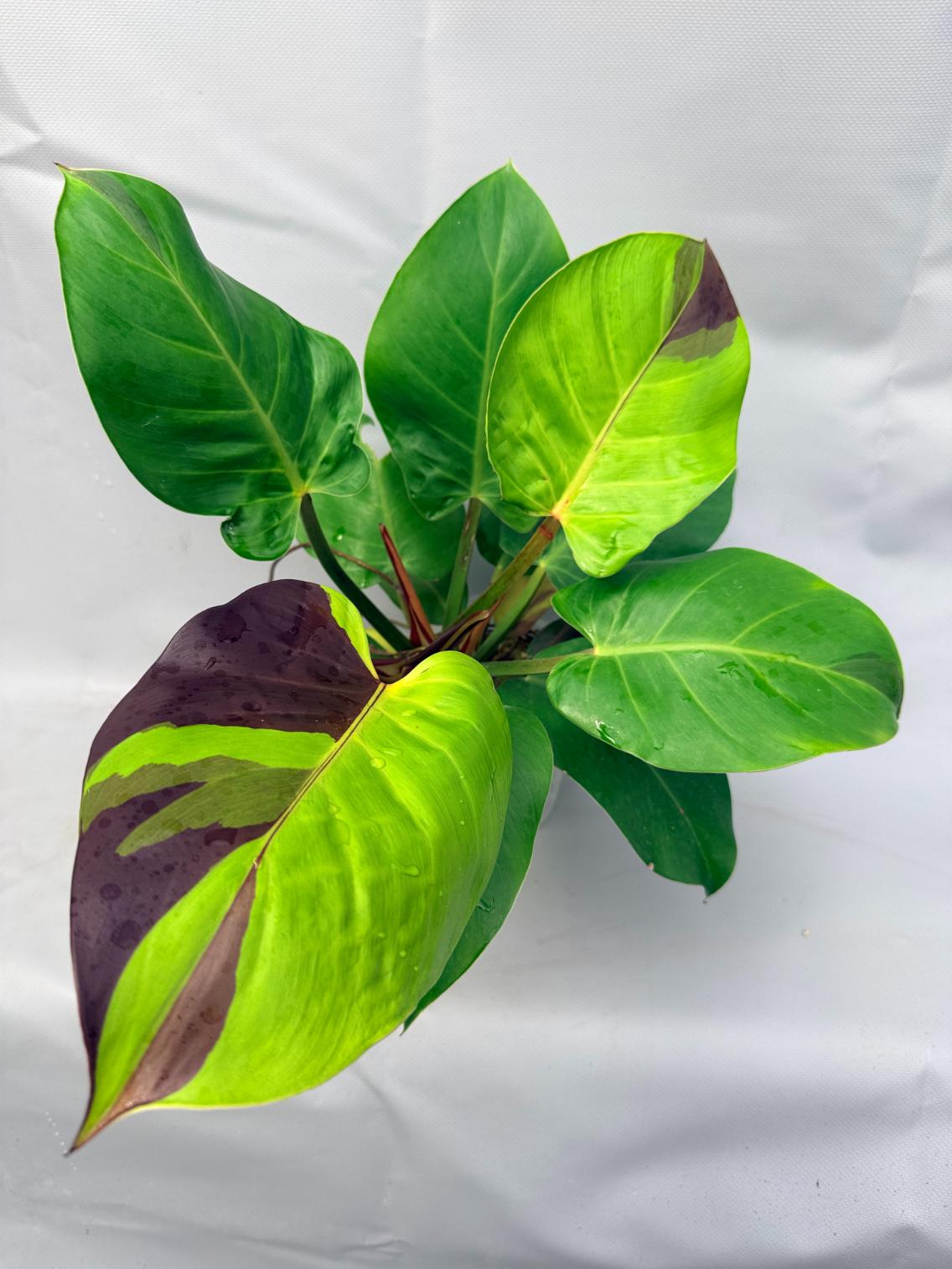 Philodendron Yellow Flame variegata  3