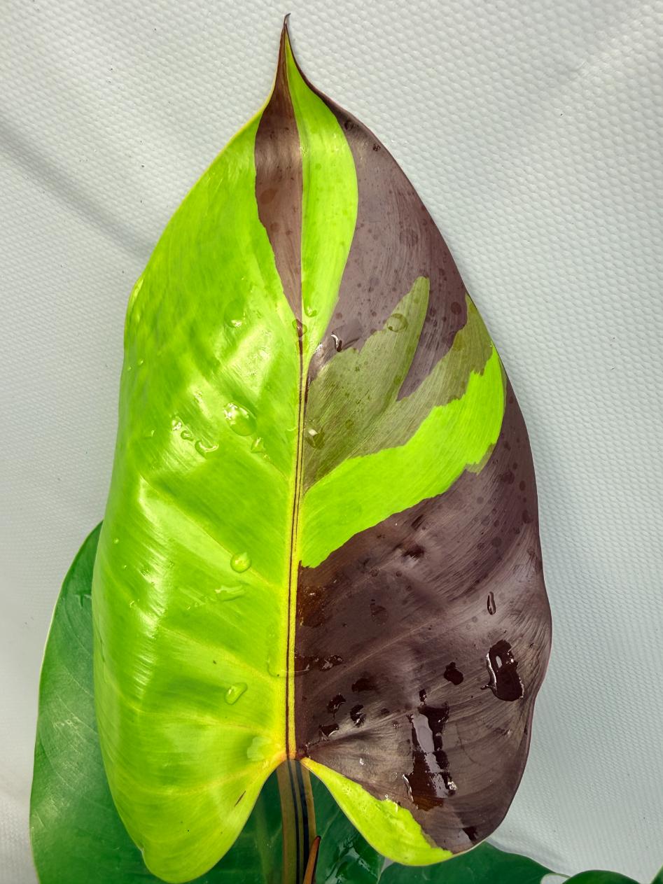 Philodendron Yellow Flame variegata  4