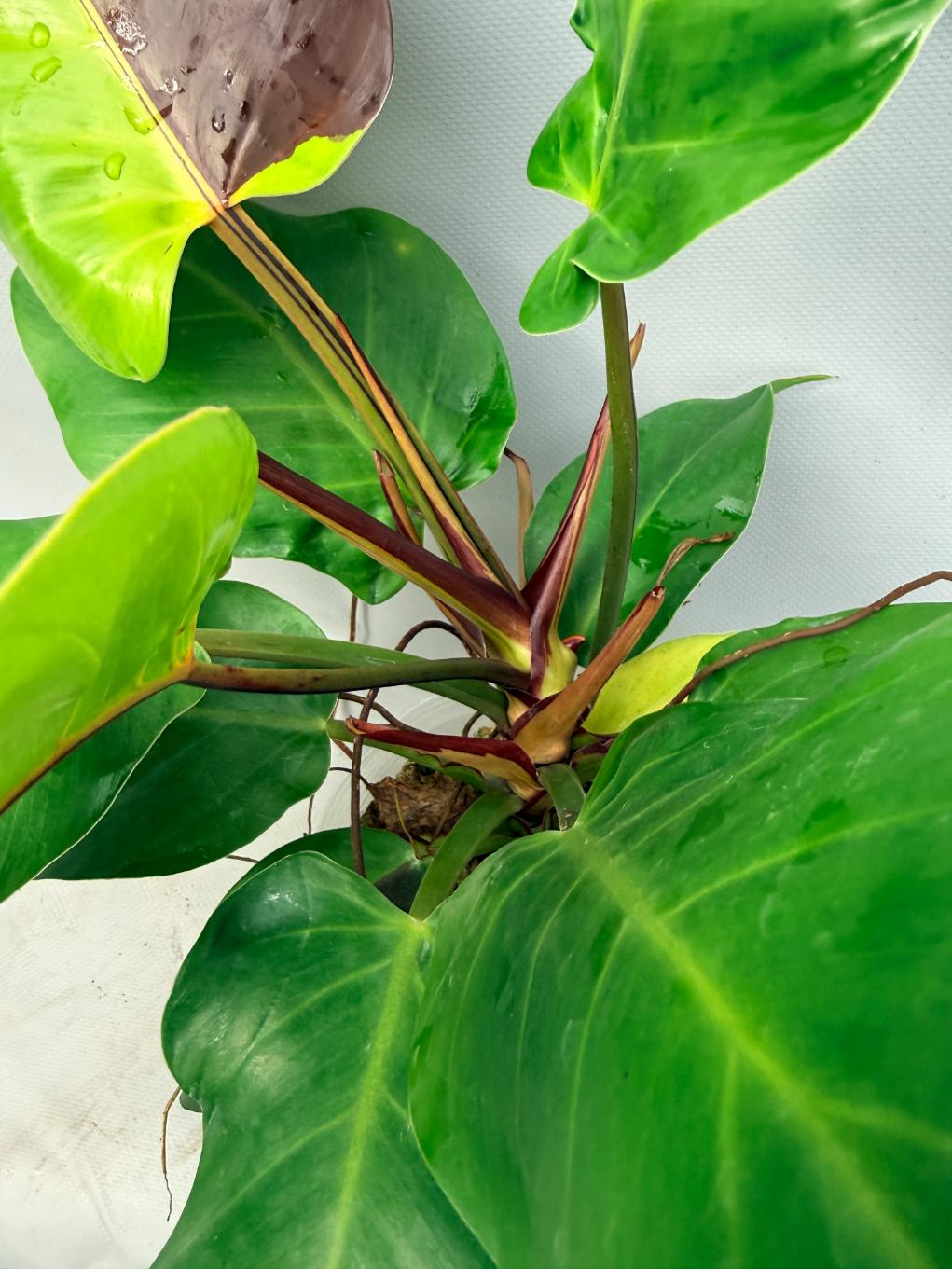 Philodendron Yellow Flame variegata  5