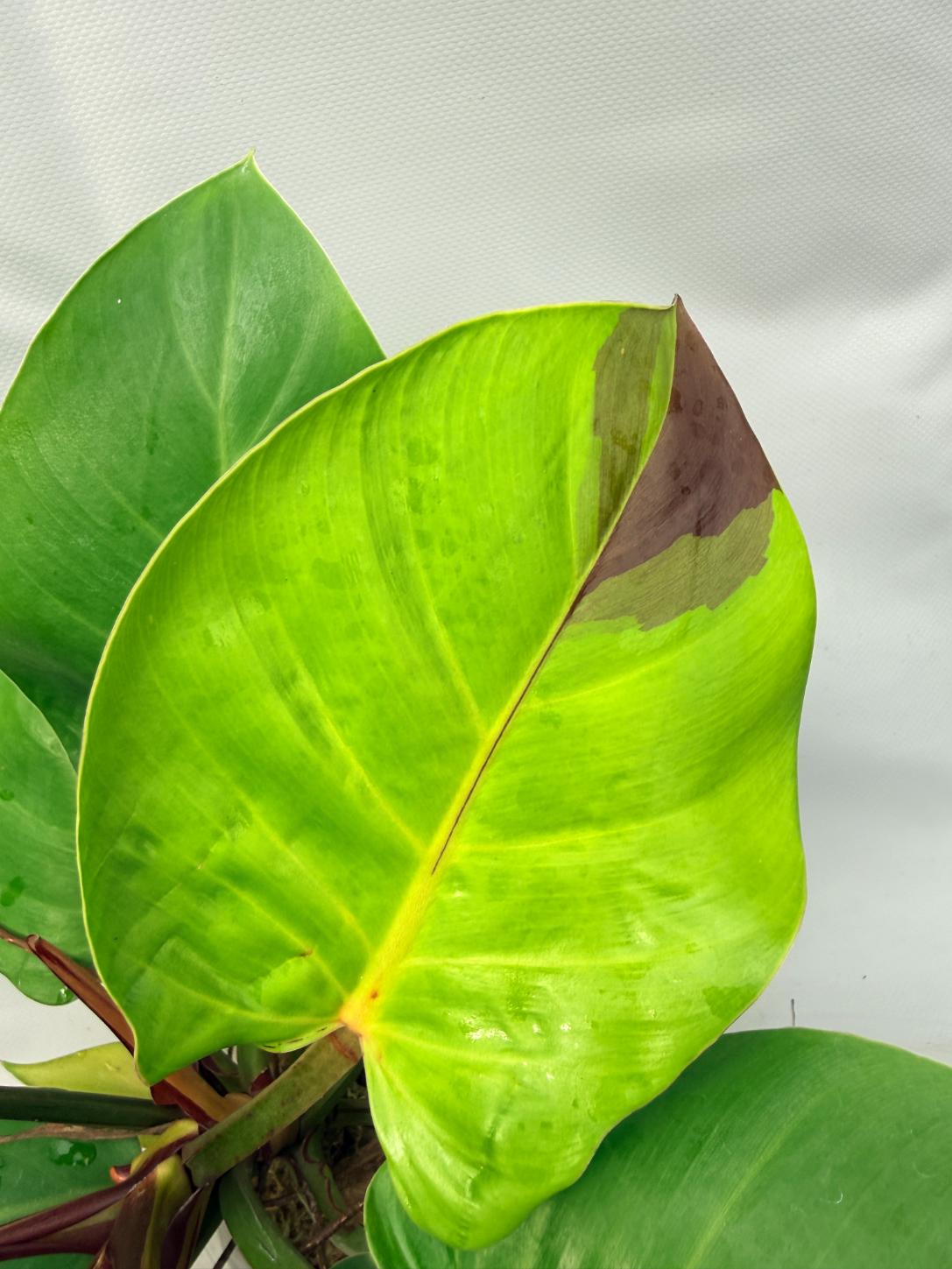 Philodendron Yellow Flame variegata 6