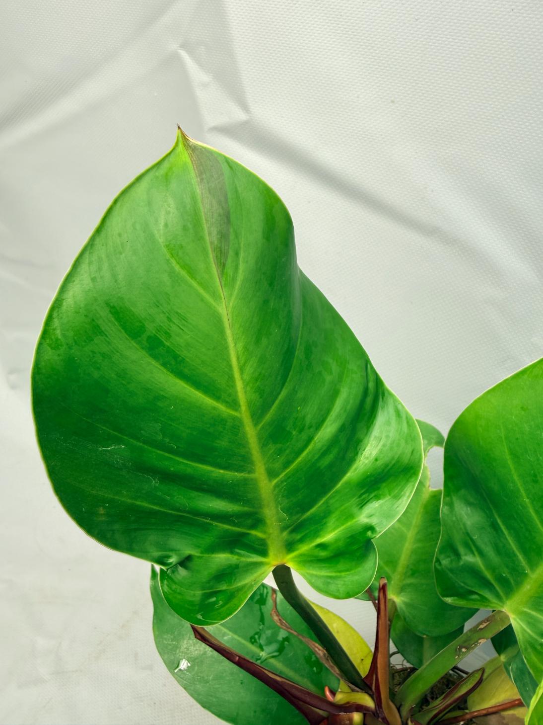 Philodendron Yellow Flame variegata  7