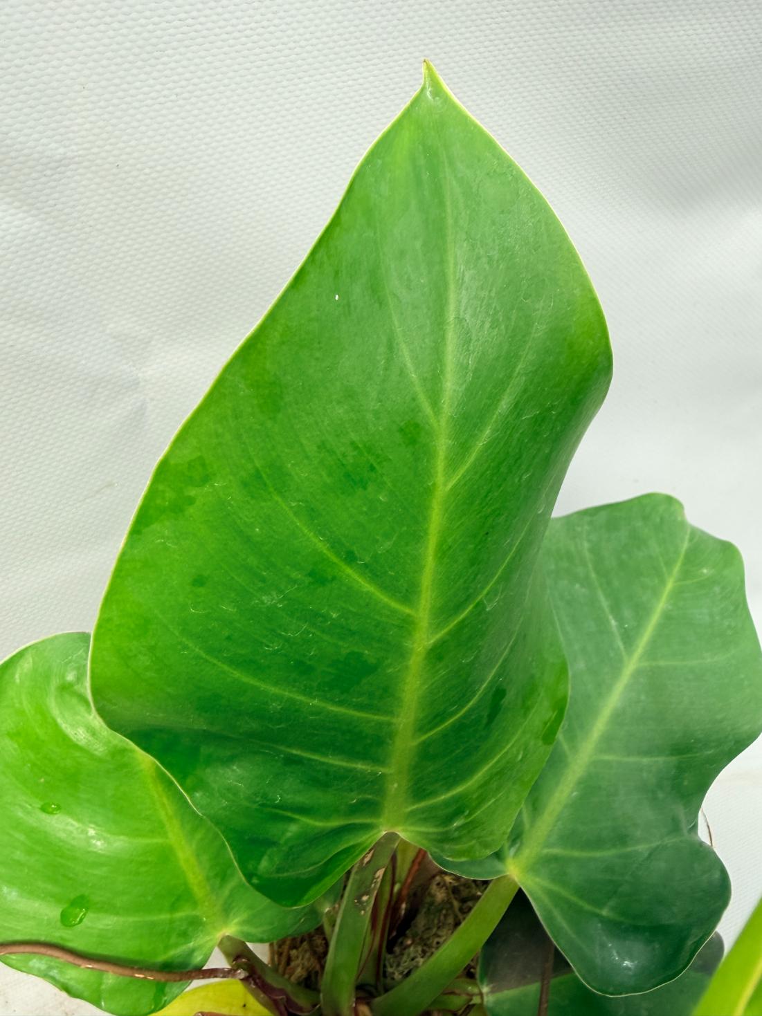 Philodendron Yellow Flame variegata  8