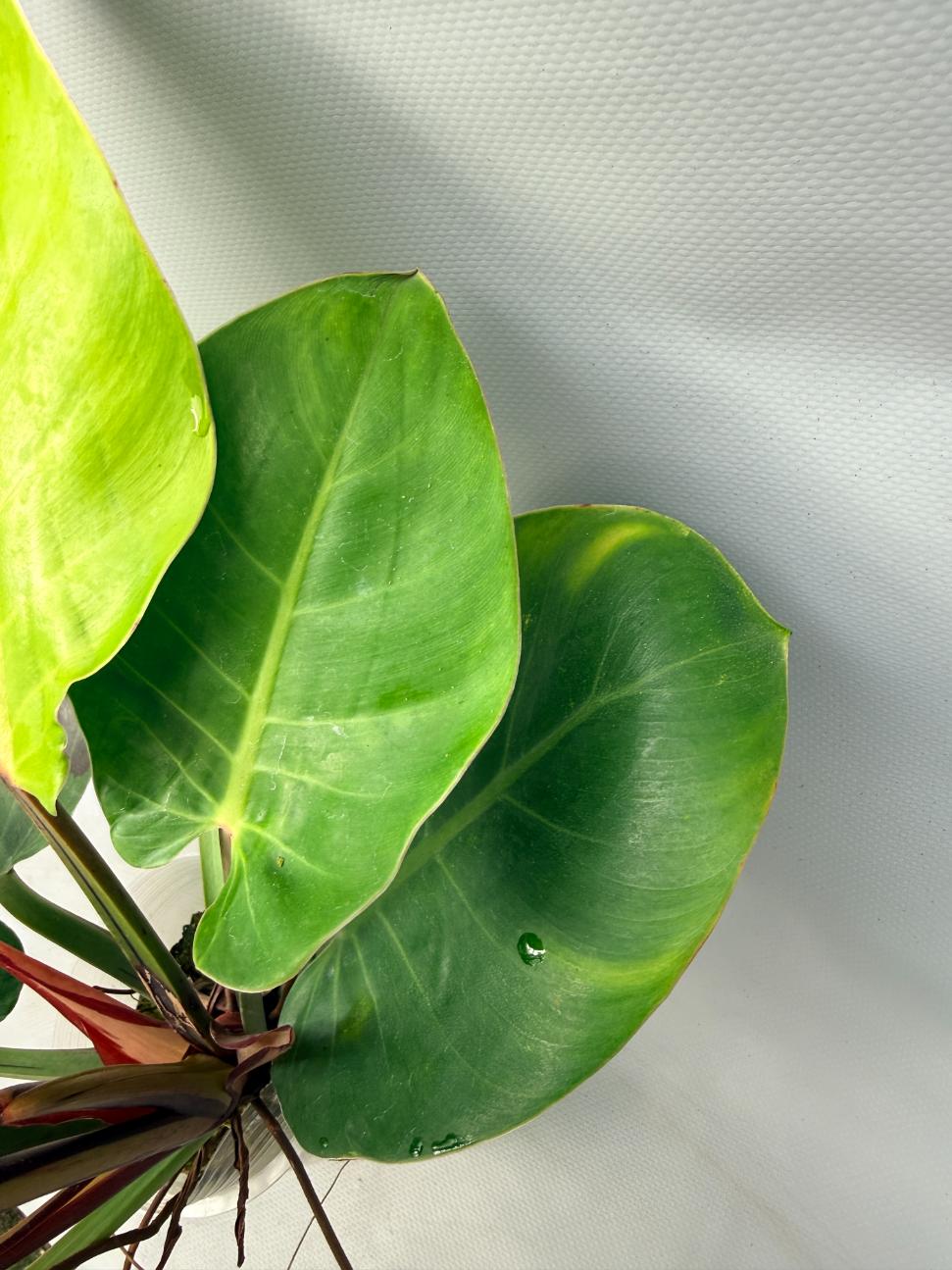 Philodendron Yellow Flame variegata  8