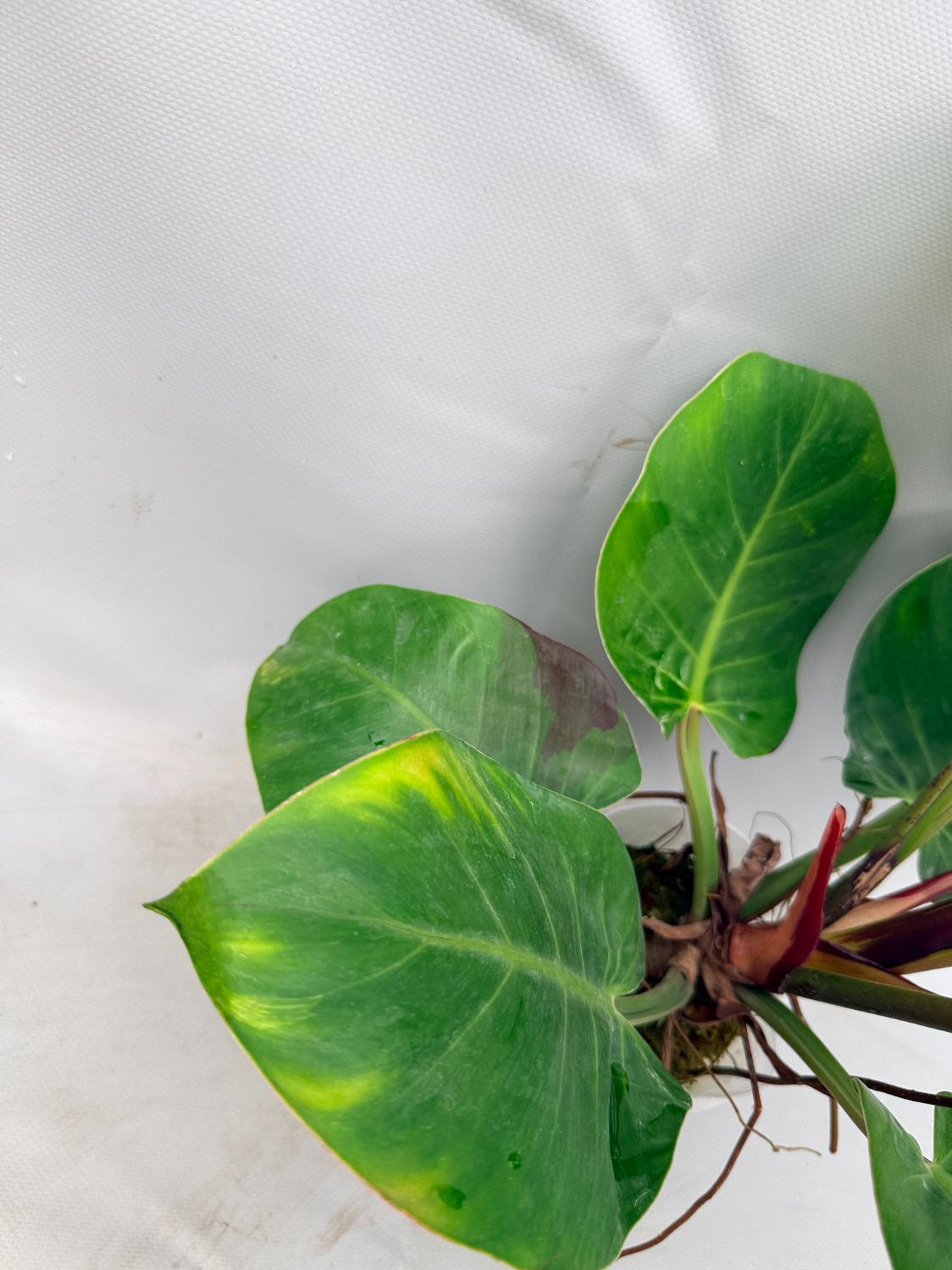 Philodendron Yellow Flame variegata  7