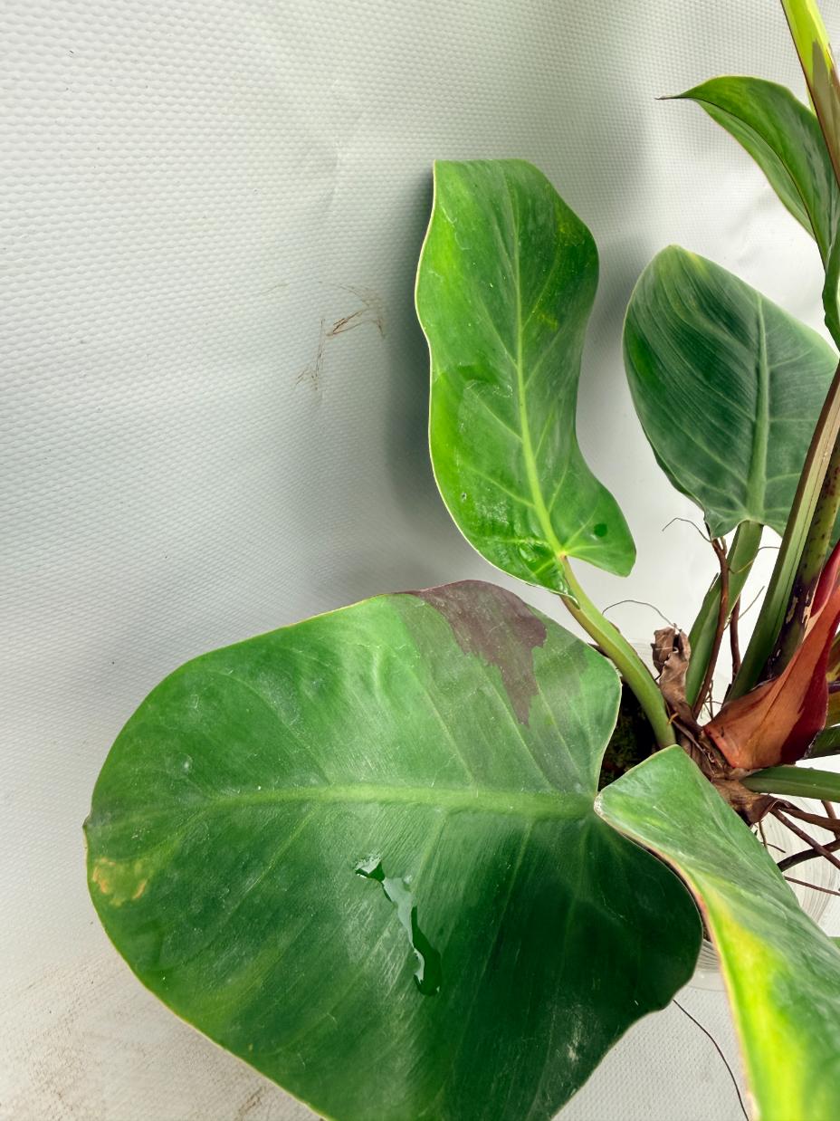 Philodendron Yellow Flame variegata  10