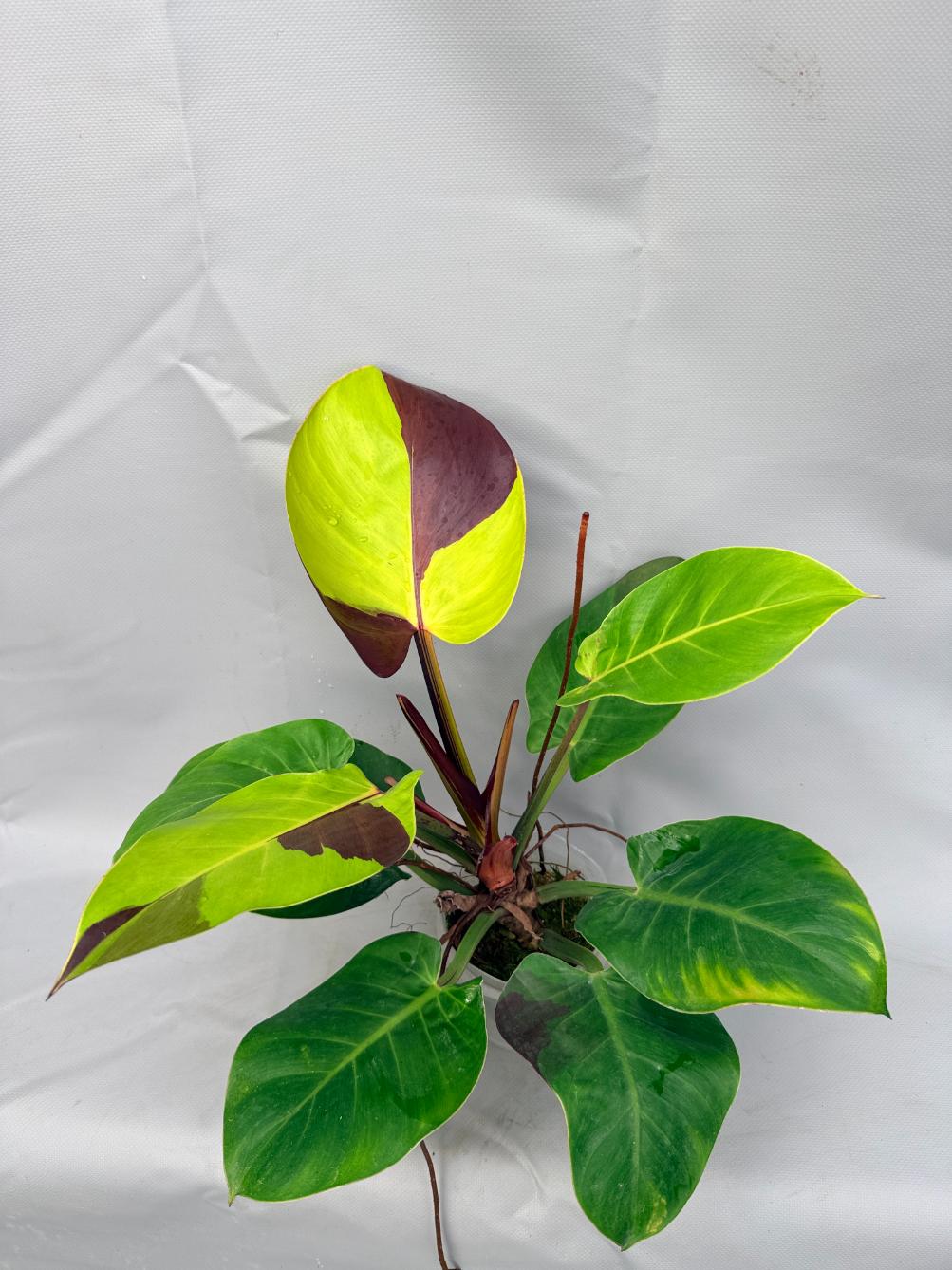 Philodendron Yellow Flame variegata  1