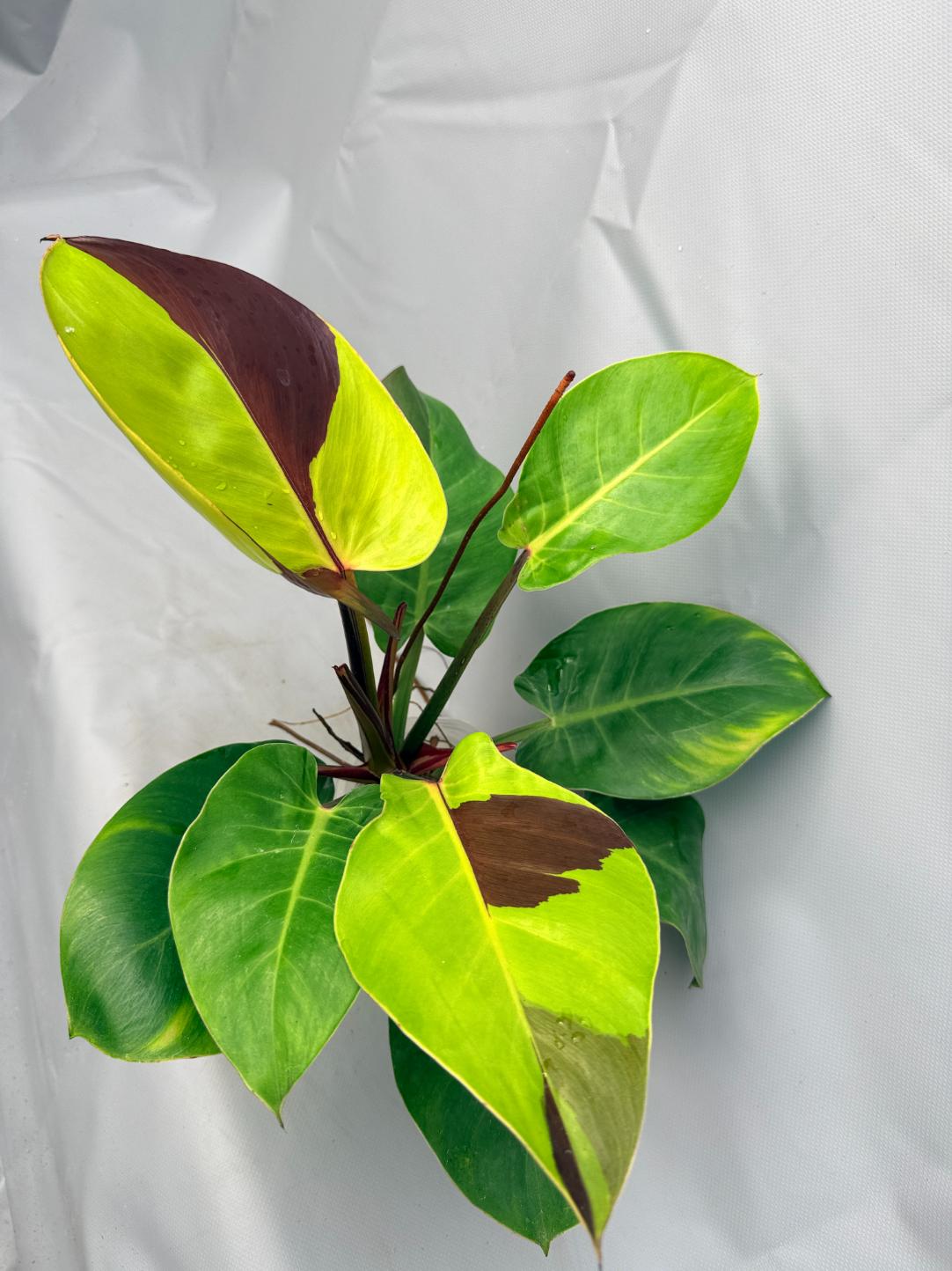 Philodendron Yellow Flame variegata  6