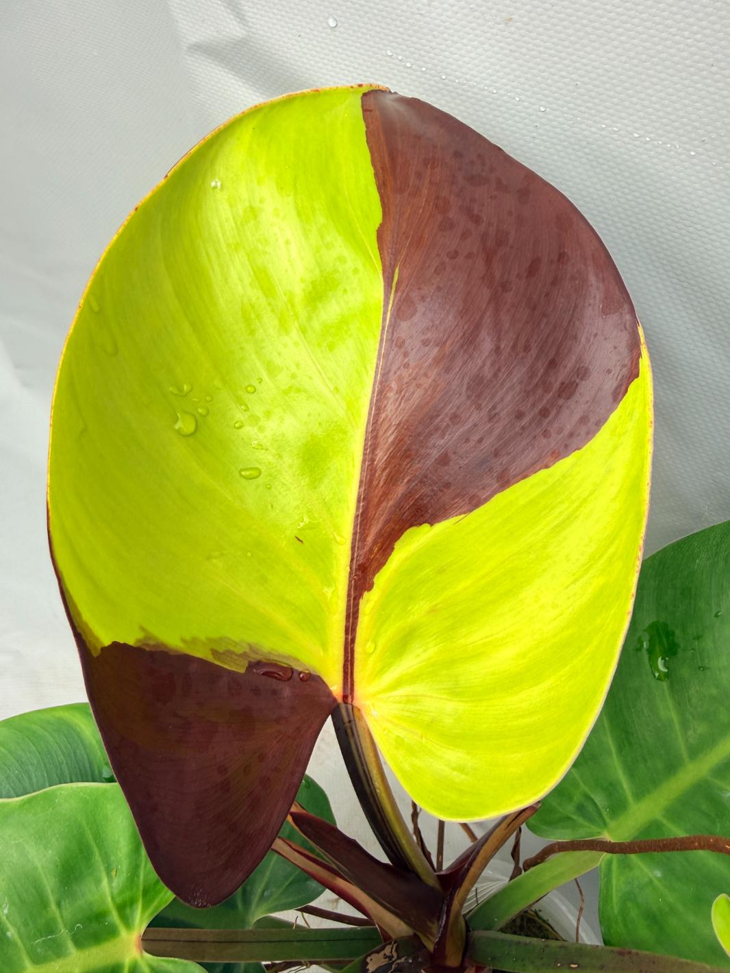 Philodendron Yellow Flame variegata  2
