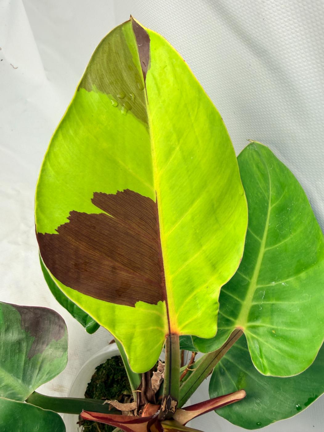 Philodendron Yellow Flame variegata  4