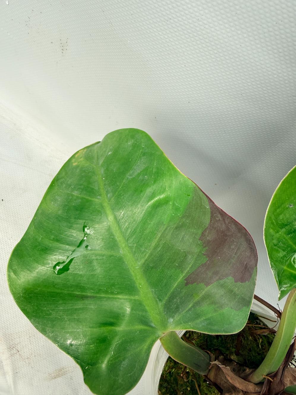 Philodendron Yellow Flame variegata  9