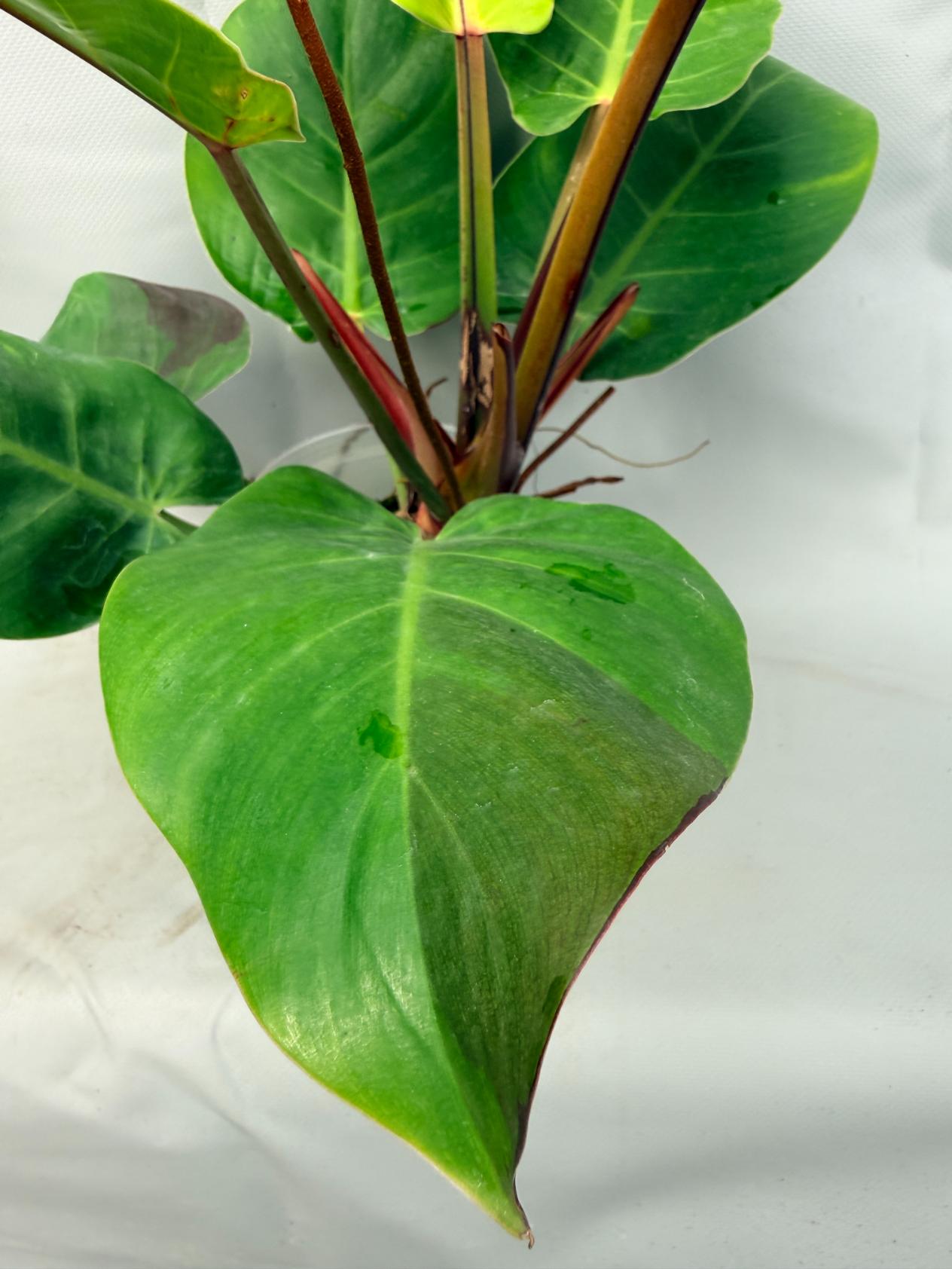 Philodendron Yellow Flame variegata  11
