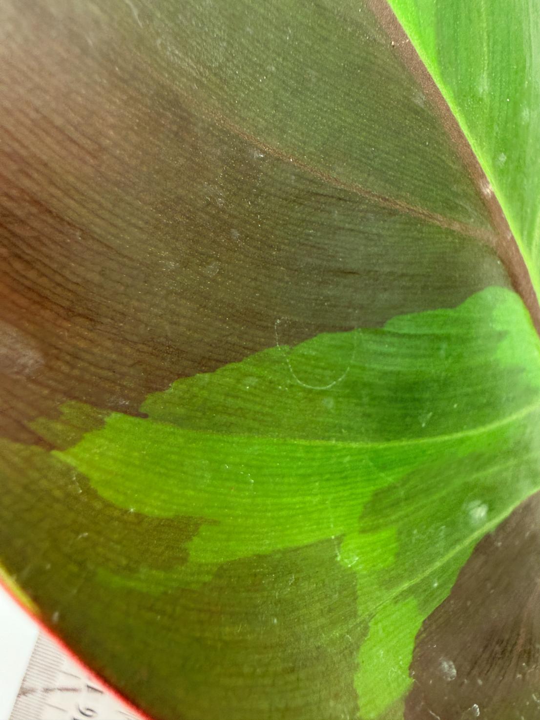 Philodendron Yellow Flame variegata 2
