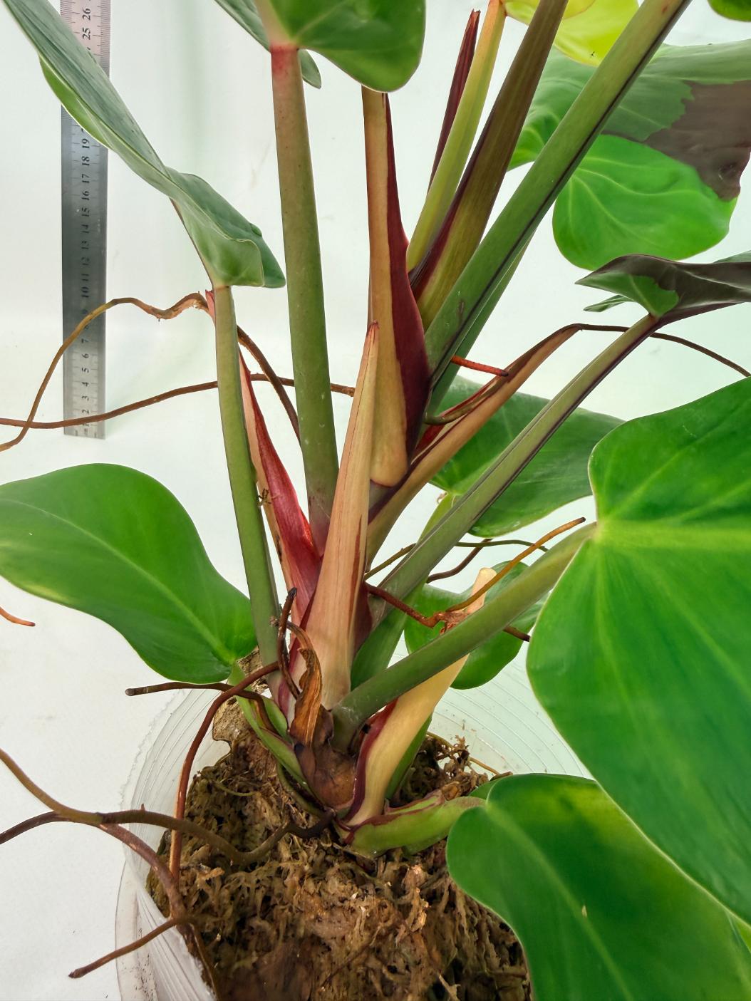 Philodendron Yellow Flame variegata 10