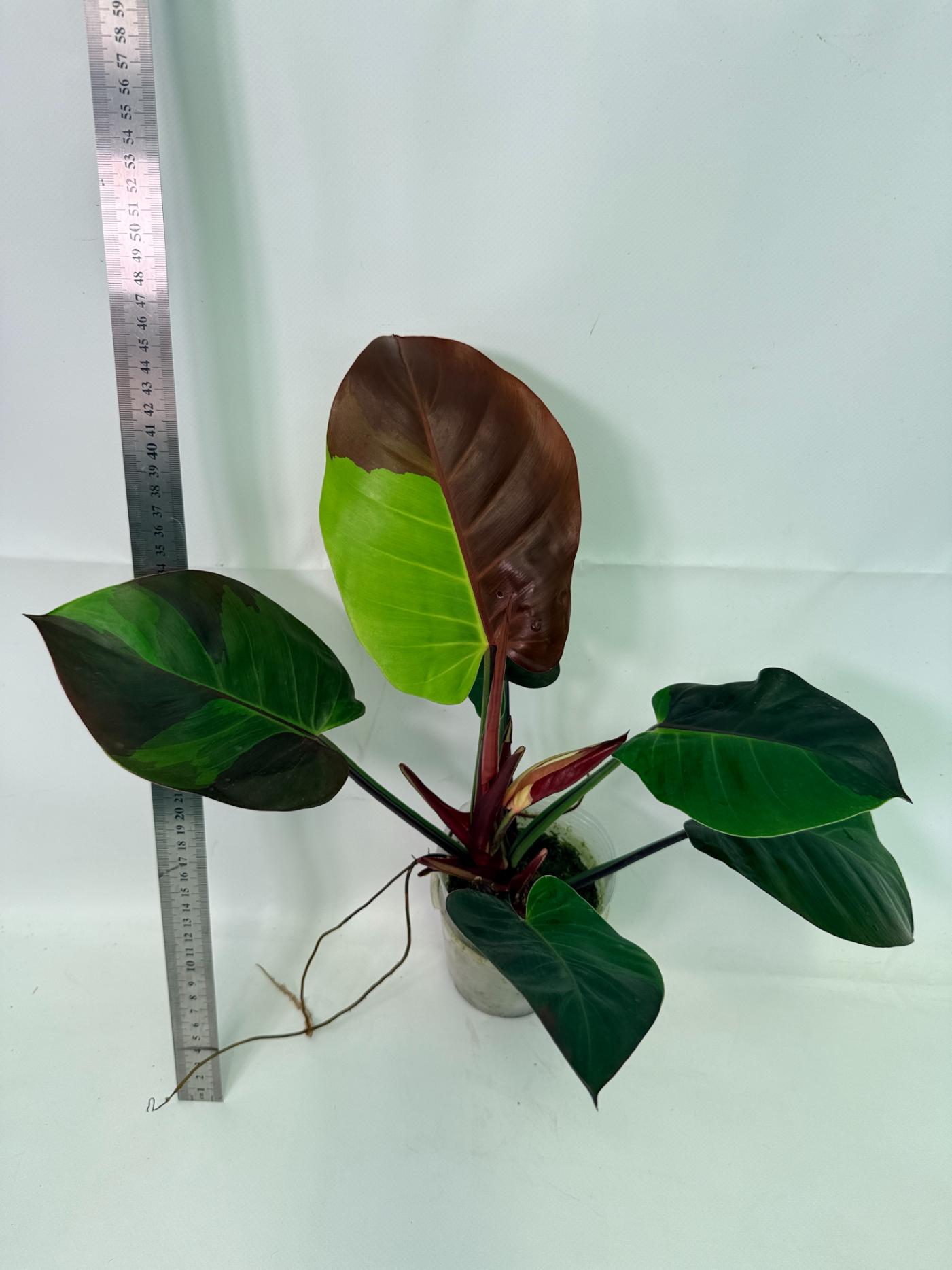 Philodendron Yellow Flame variegata 1