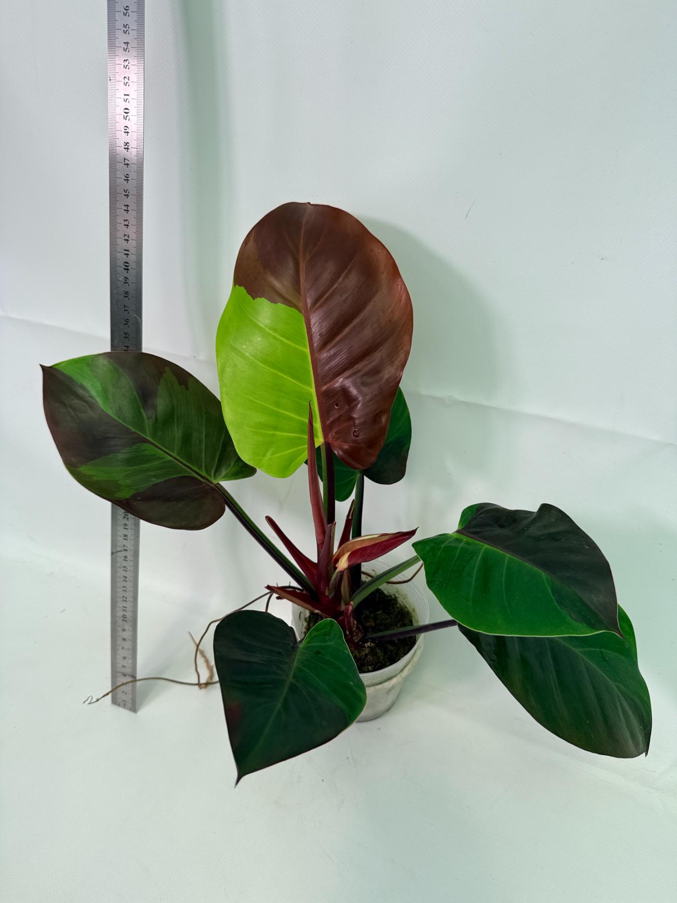 Philodendron Yellow Flame variegata 11