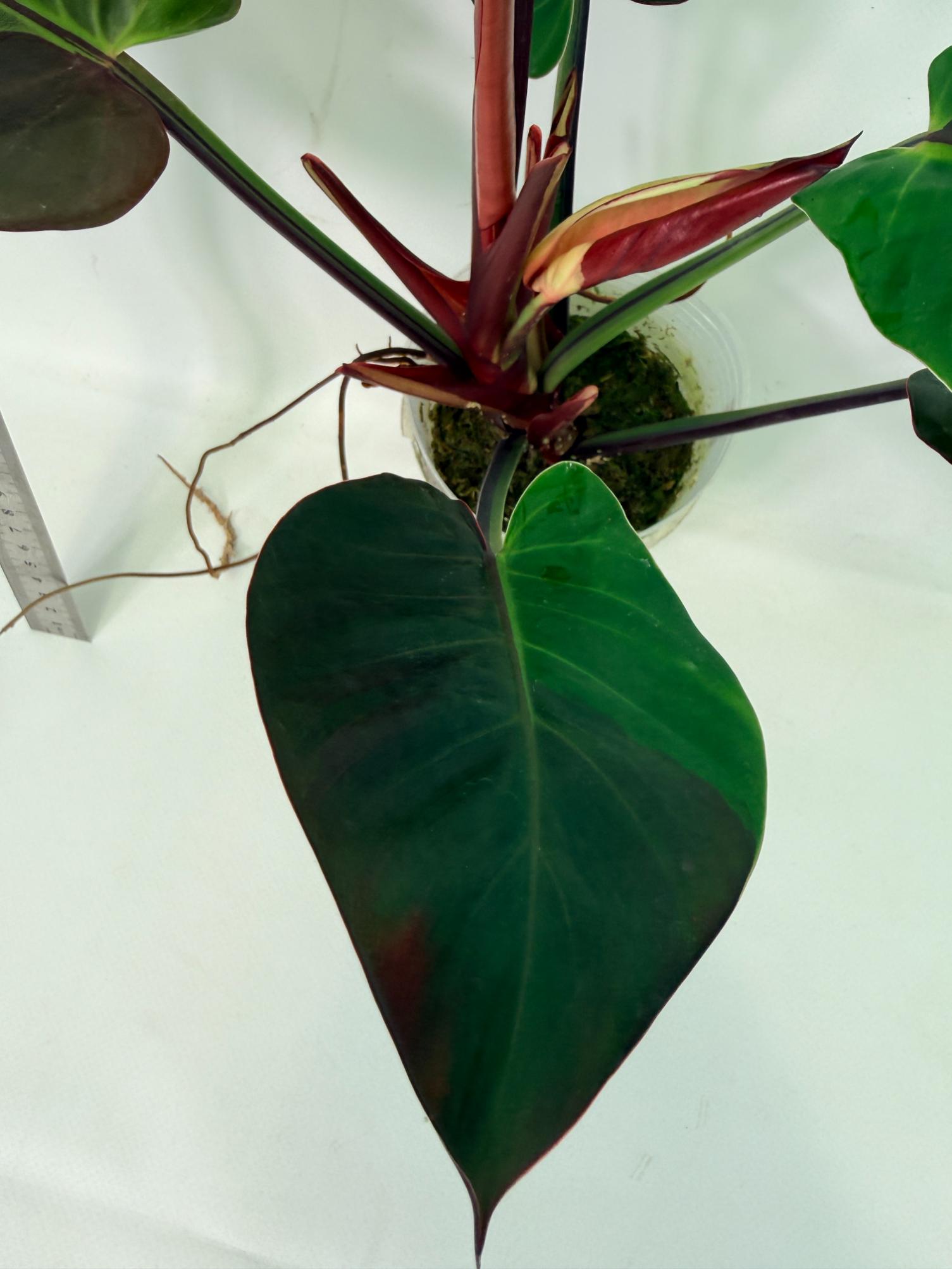 Philodendron Yellow Flame variegata 12