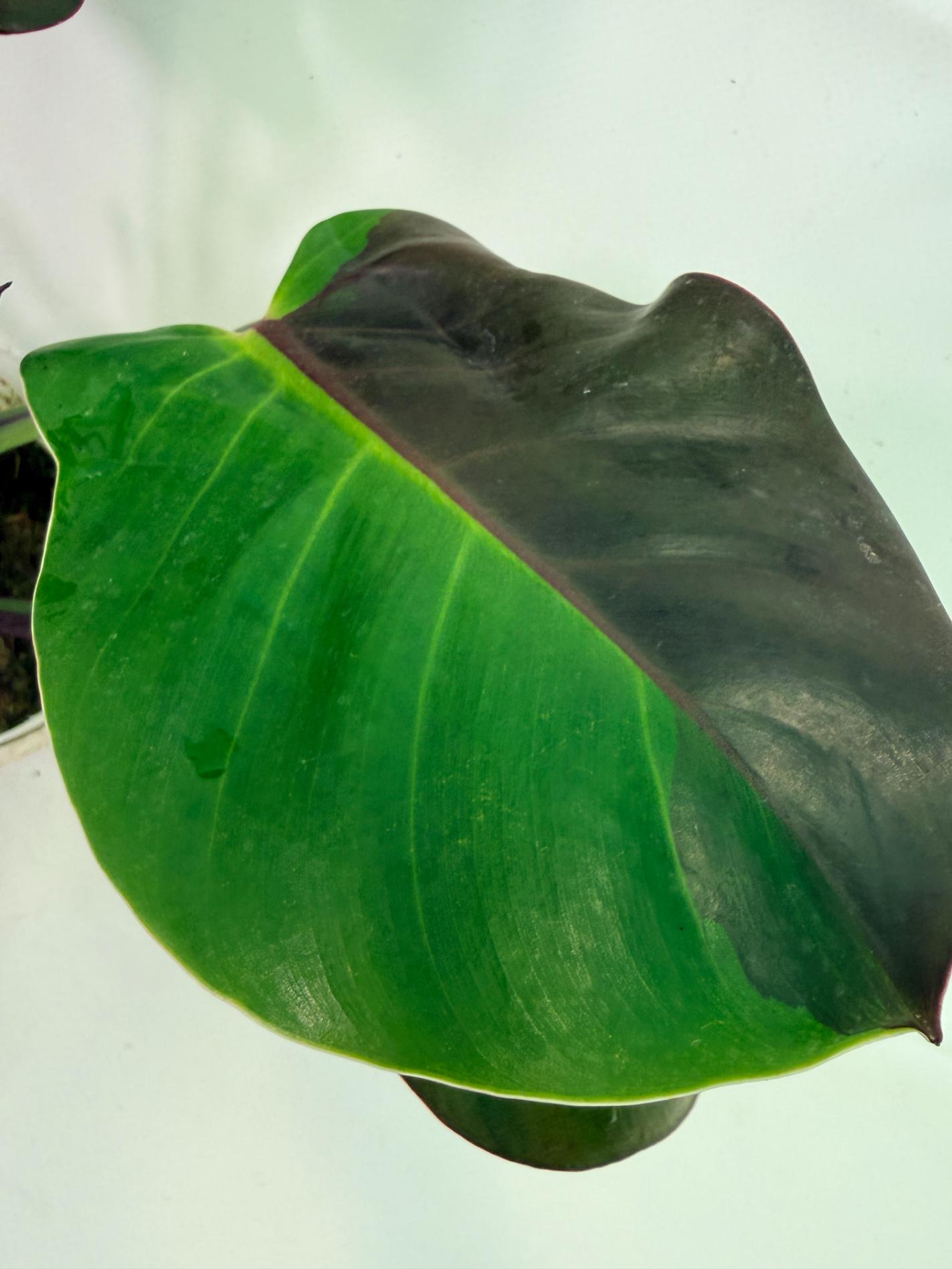 Philodendron Yellow Flame variegata 13