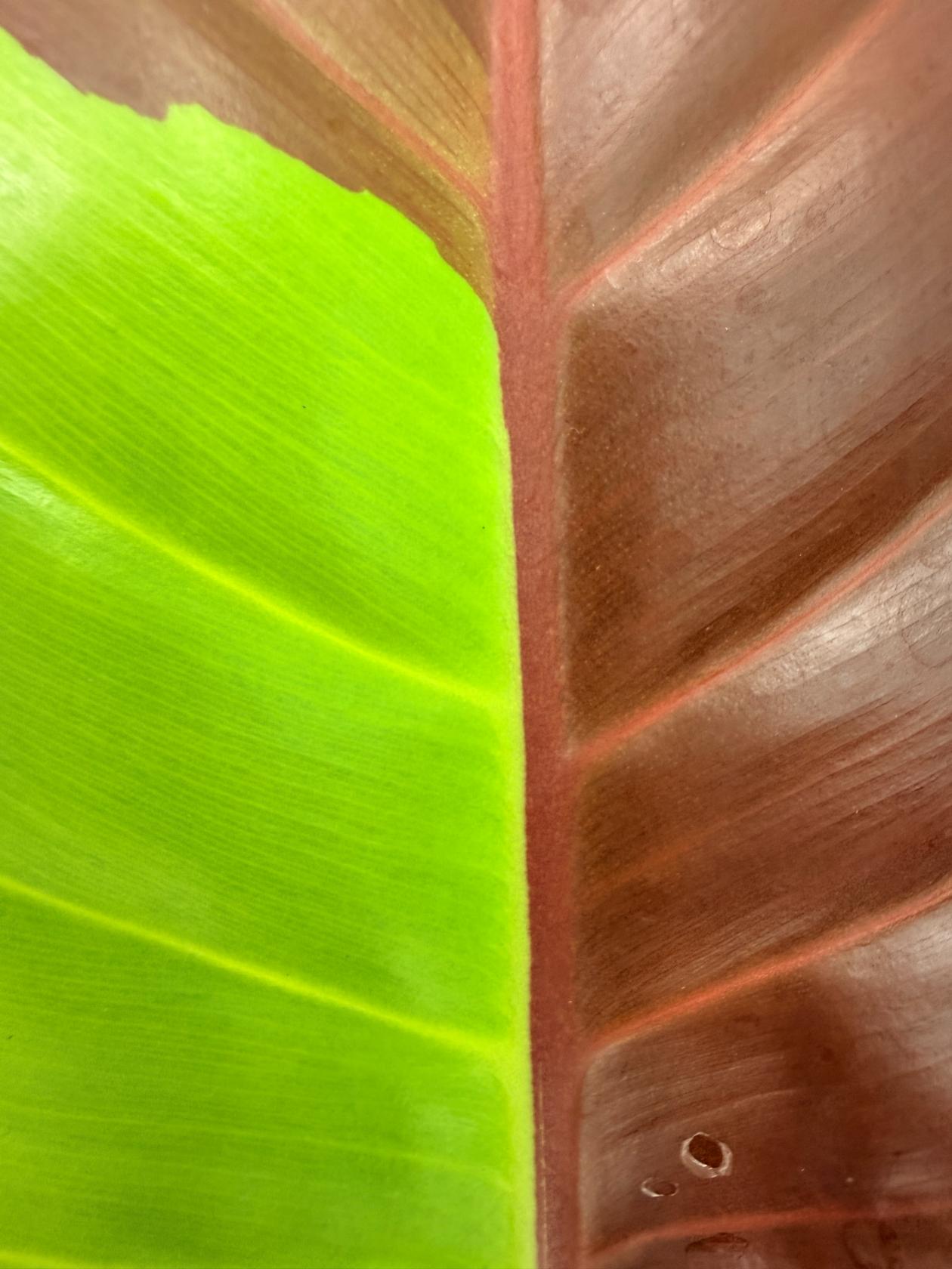 Philodendron Yellow Flame variegata 14