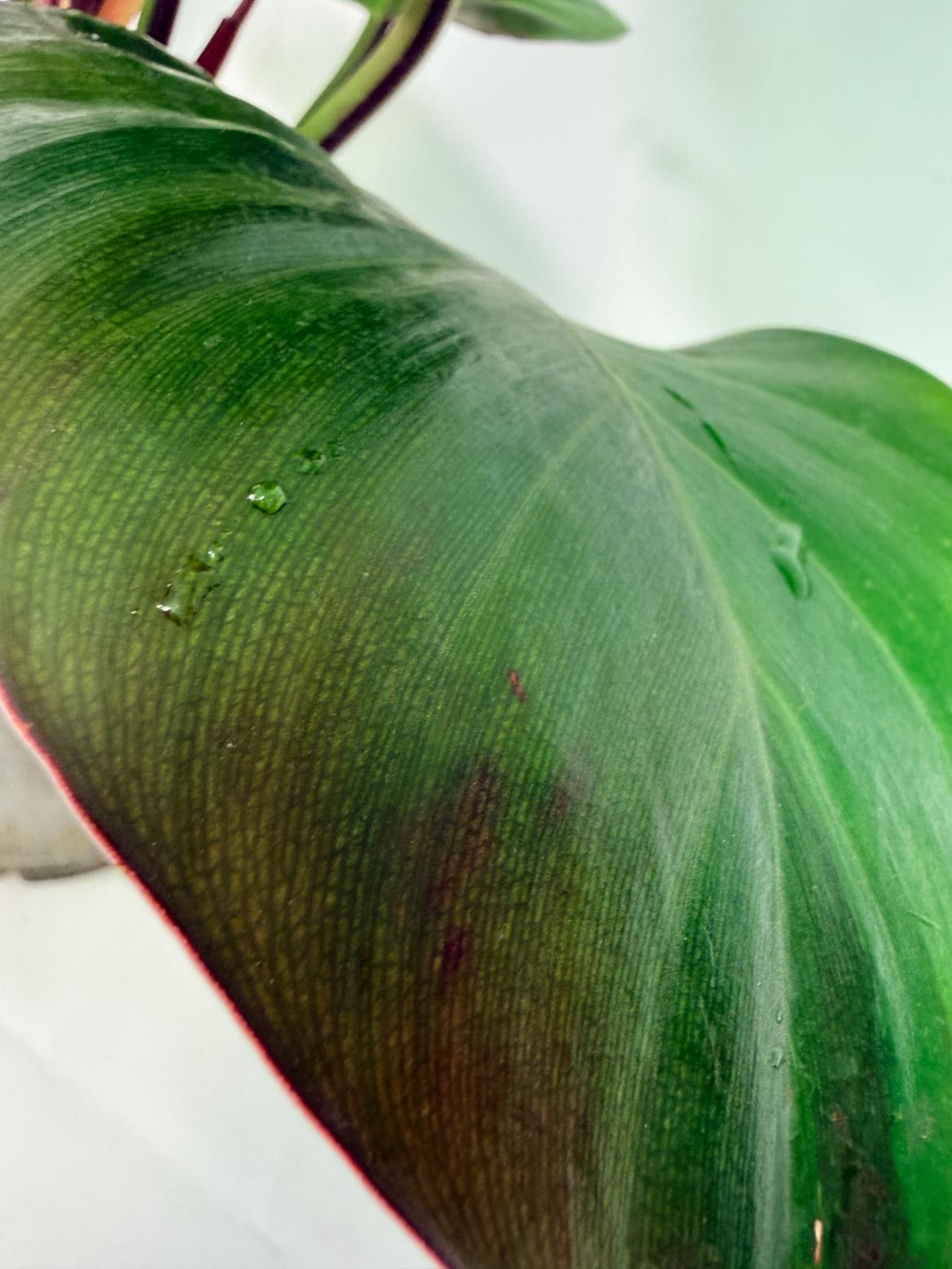 Philodendron Yellow Flame variegata 4