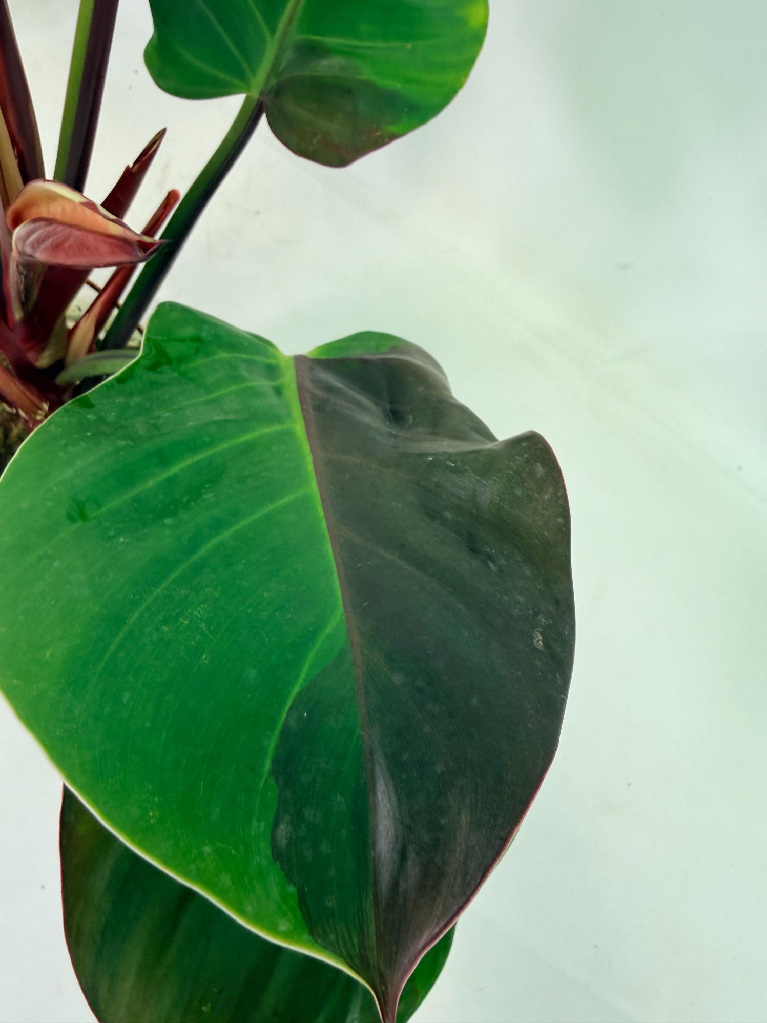 Philodendron Yellow Flame variegata 5