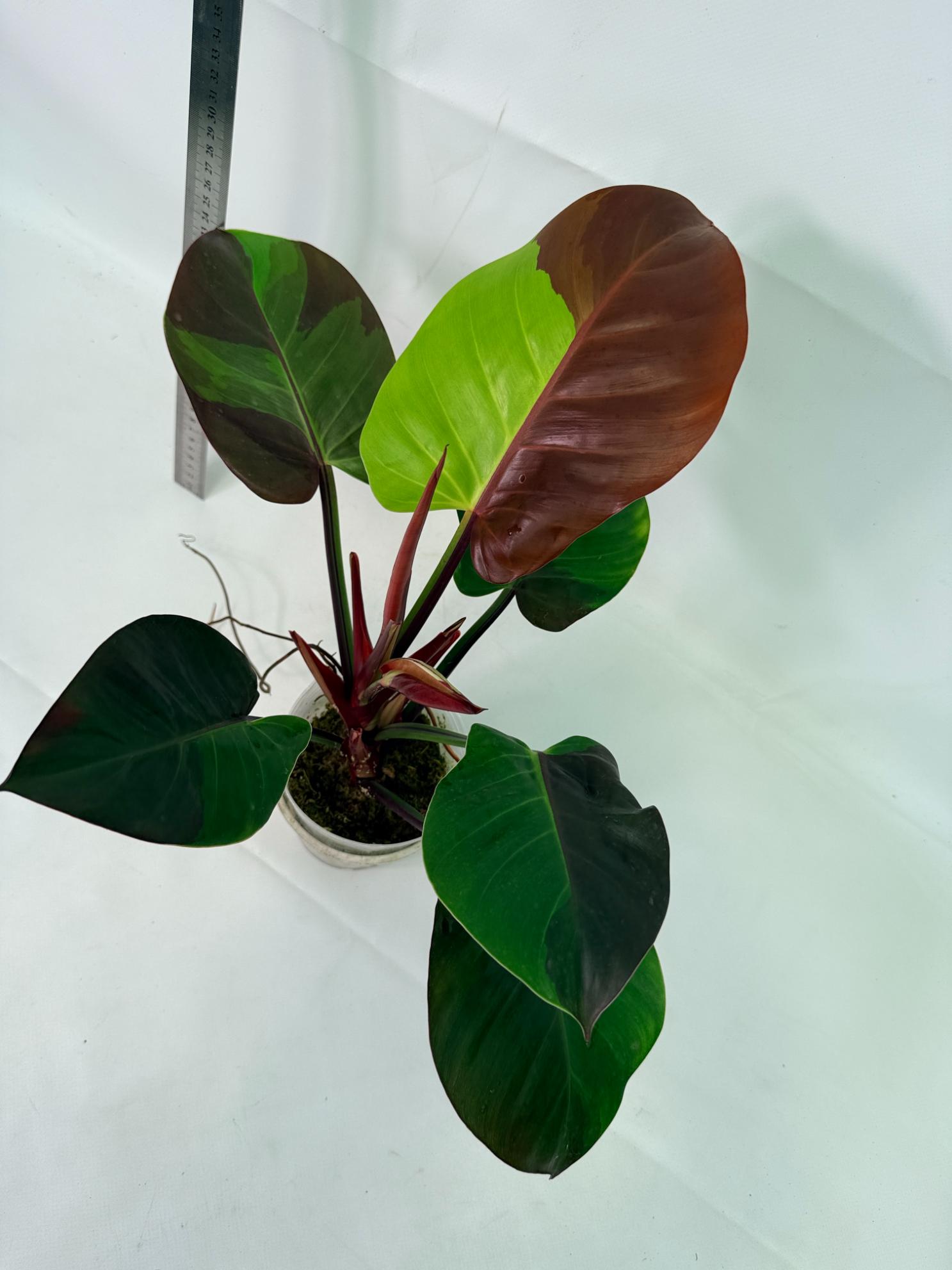 Philodendron Yellow Flame variegata 6