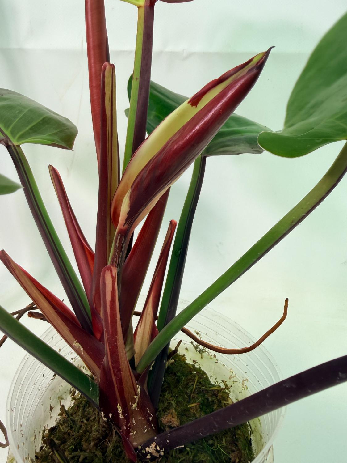 Philodendron Yellow Flame variegata 3