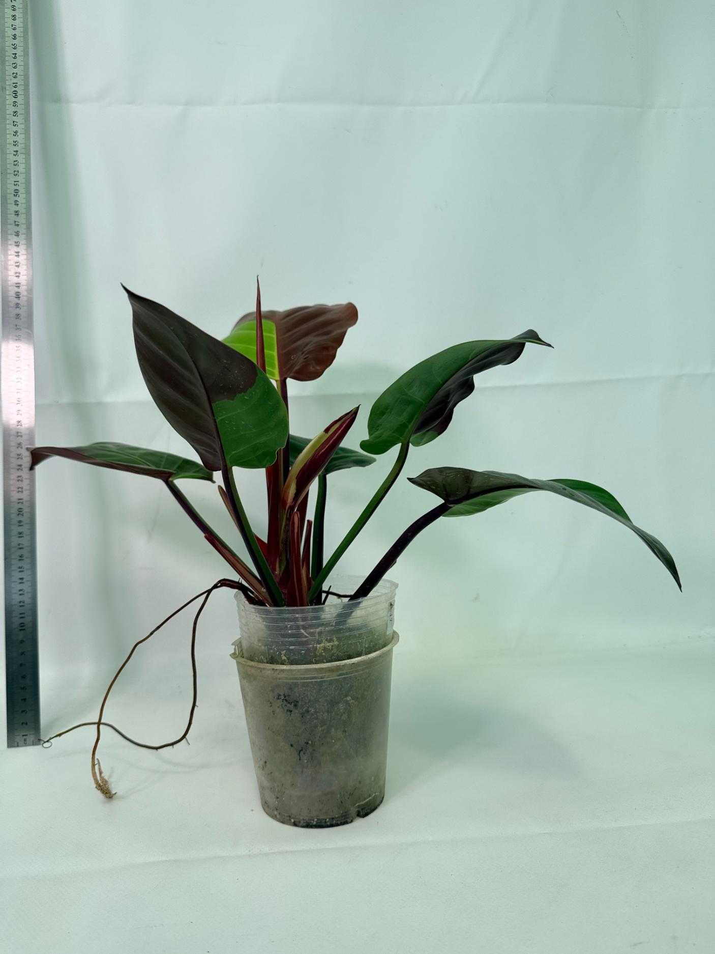 Philodendron Yellow Flame variegata 7