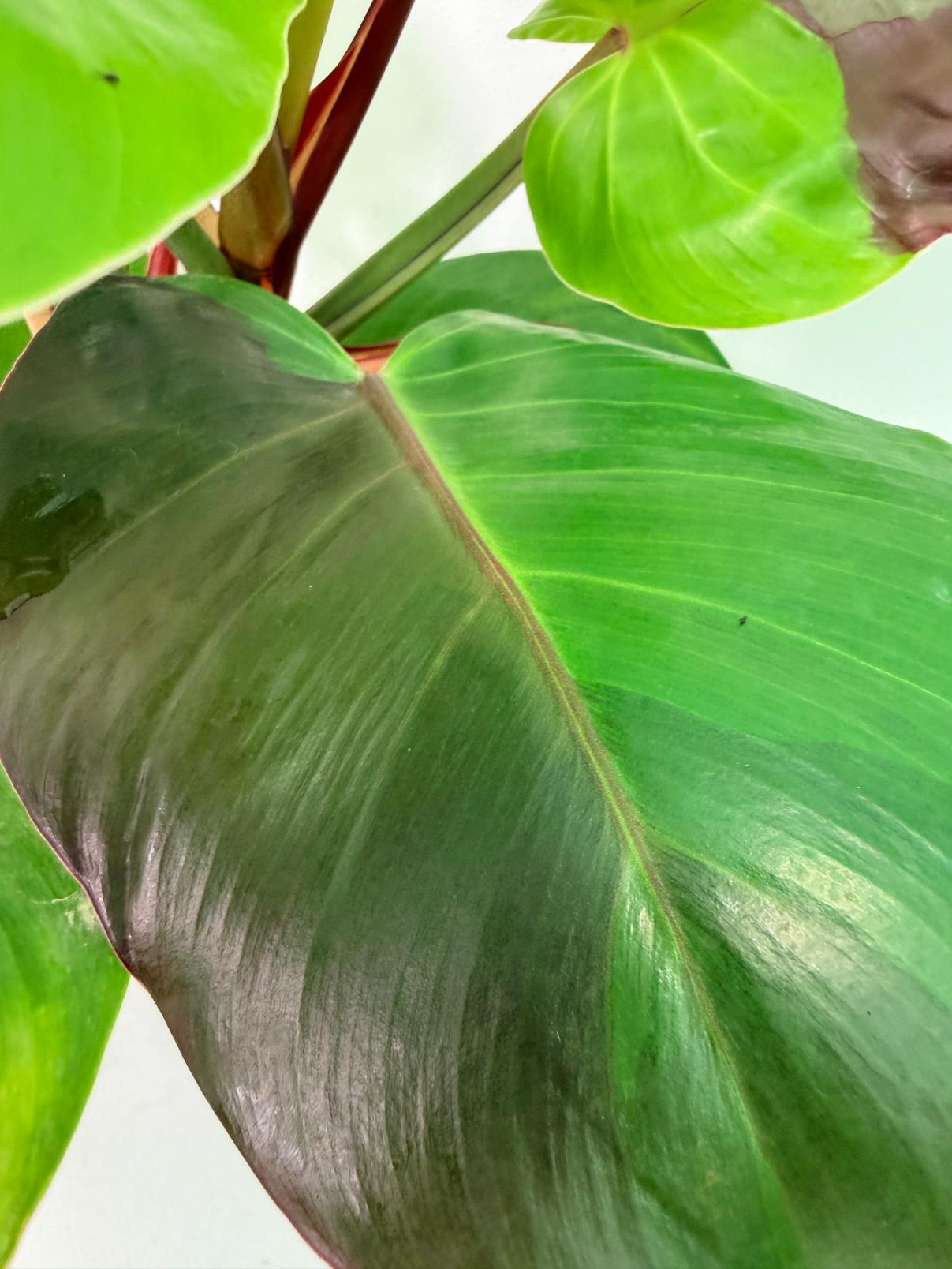 Philodendron Yellow Flame variegata 8