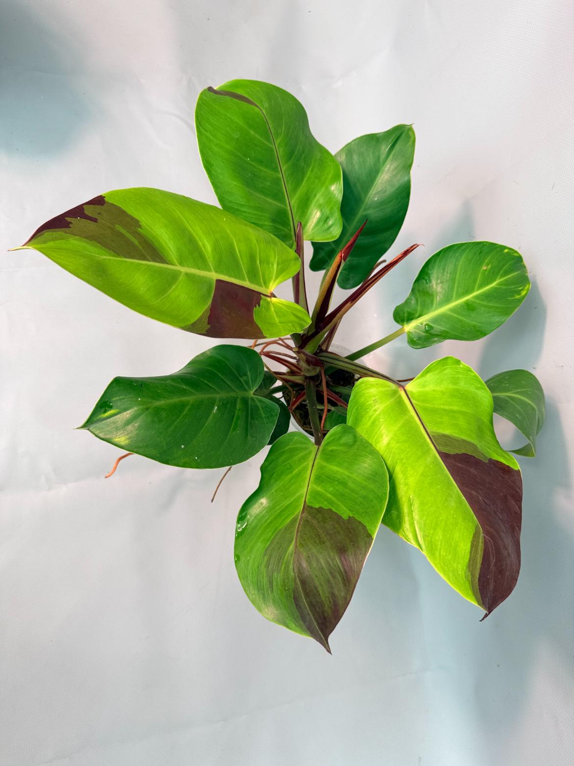 Philodendron Yellow Flame variegata 06